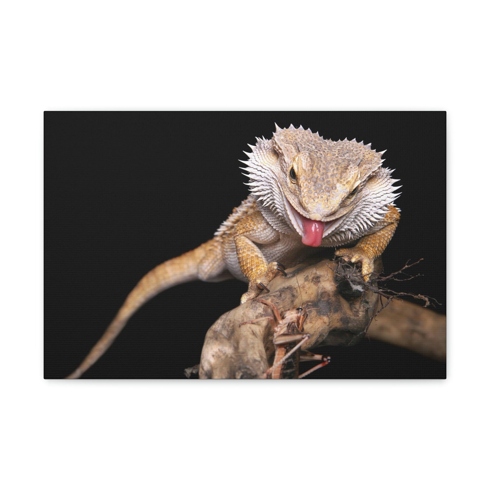 Scripture Walls Funny Bearded Dragon Print Animal Wall Art Wildlife Canvas Prints Wall Art Ready to Hang Unframed-Express Your Love Gifts