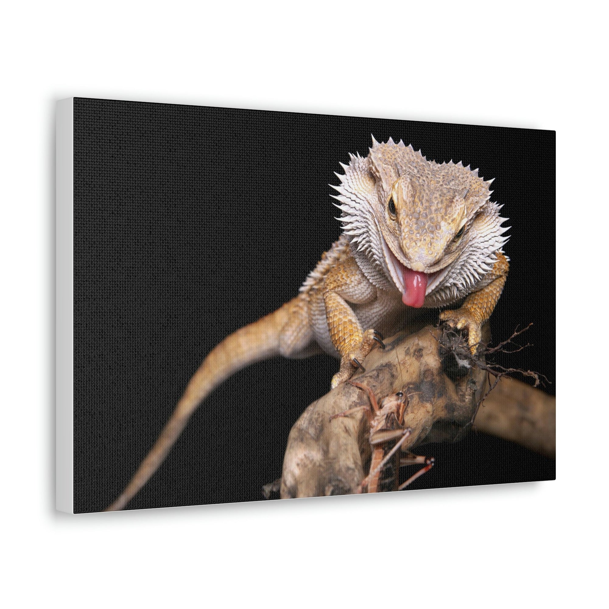 Scripture Walls Funny Bearded Dragon Print Animal Wall Art Wildlife Canvas Prints Wall Art Ready to Hang Unframed-Express Your Love Gifts