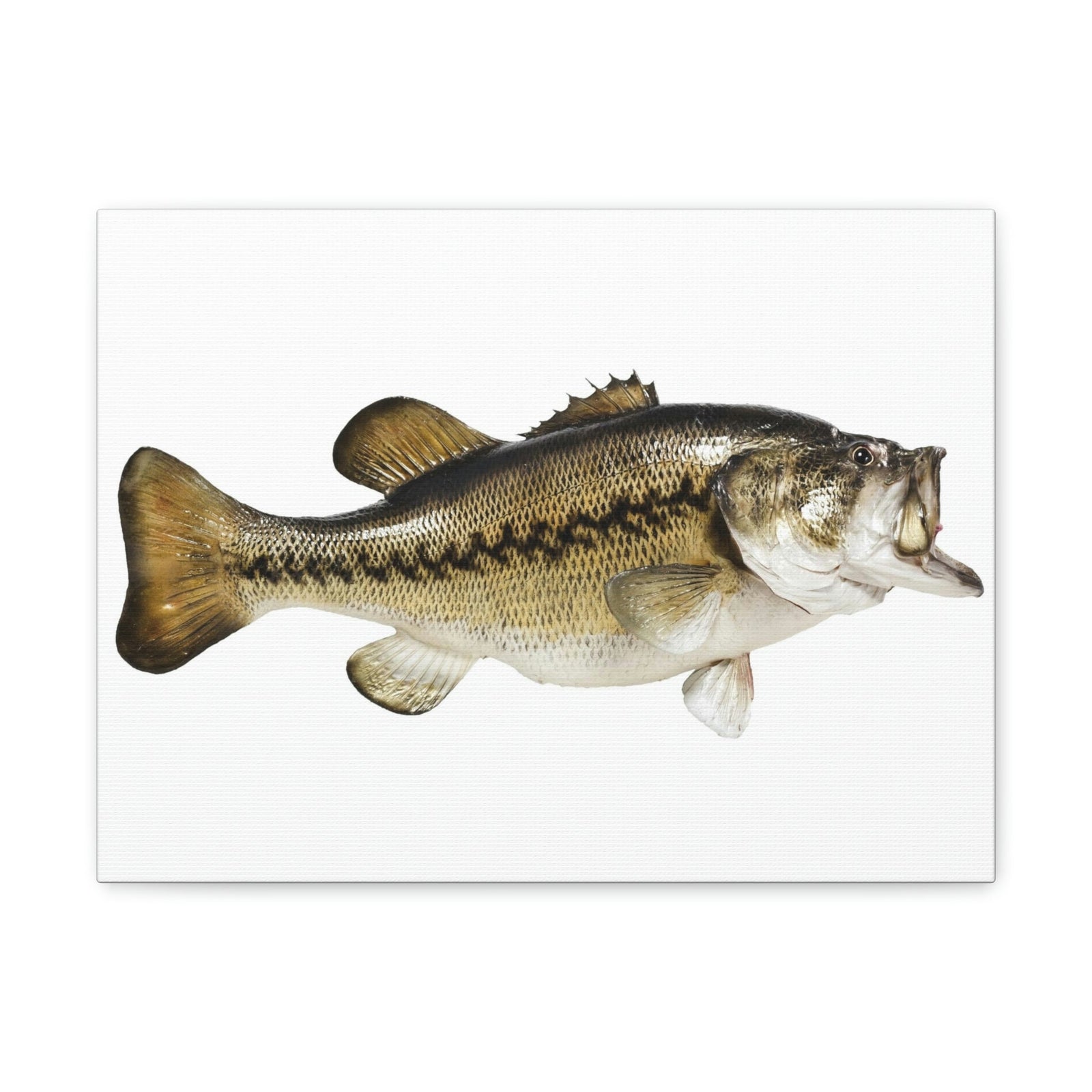 Scripture Walls Funny Isolated Bass Print Animal Wall Art Wildlife Canvas Prints Wall Art Ready to Hang Unframed-Express Your Love Gifts