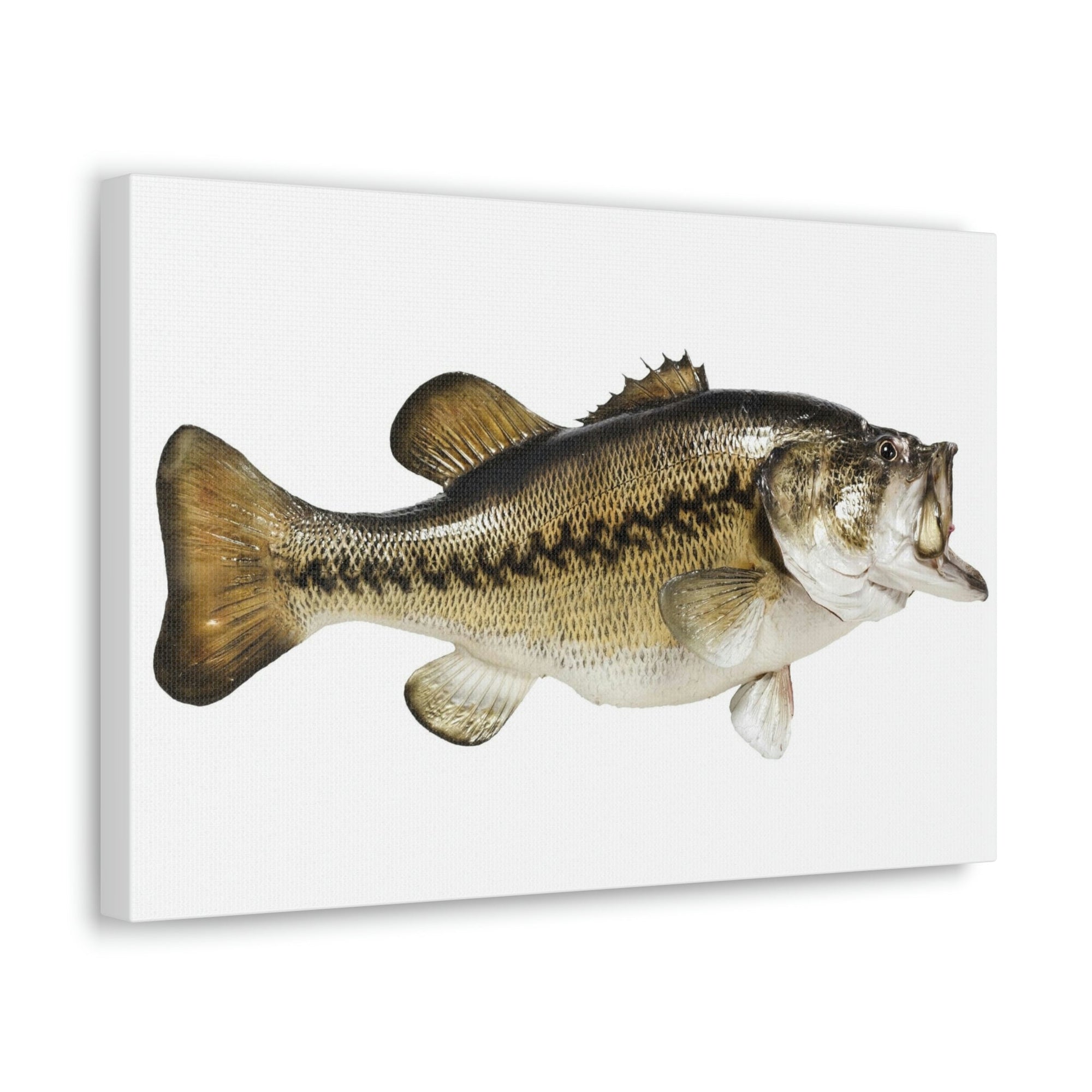 Scripture Walls Funny Isolated Bass Print Animal Wall Art Wildlife Canvas Prints Wall Art Ready to Hang Unframed-Express Your Love Gifts