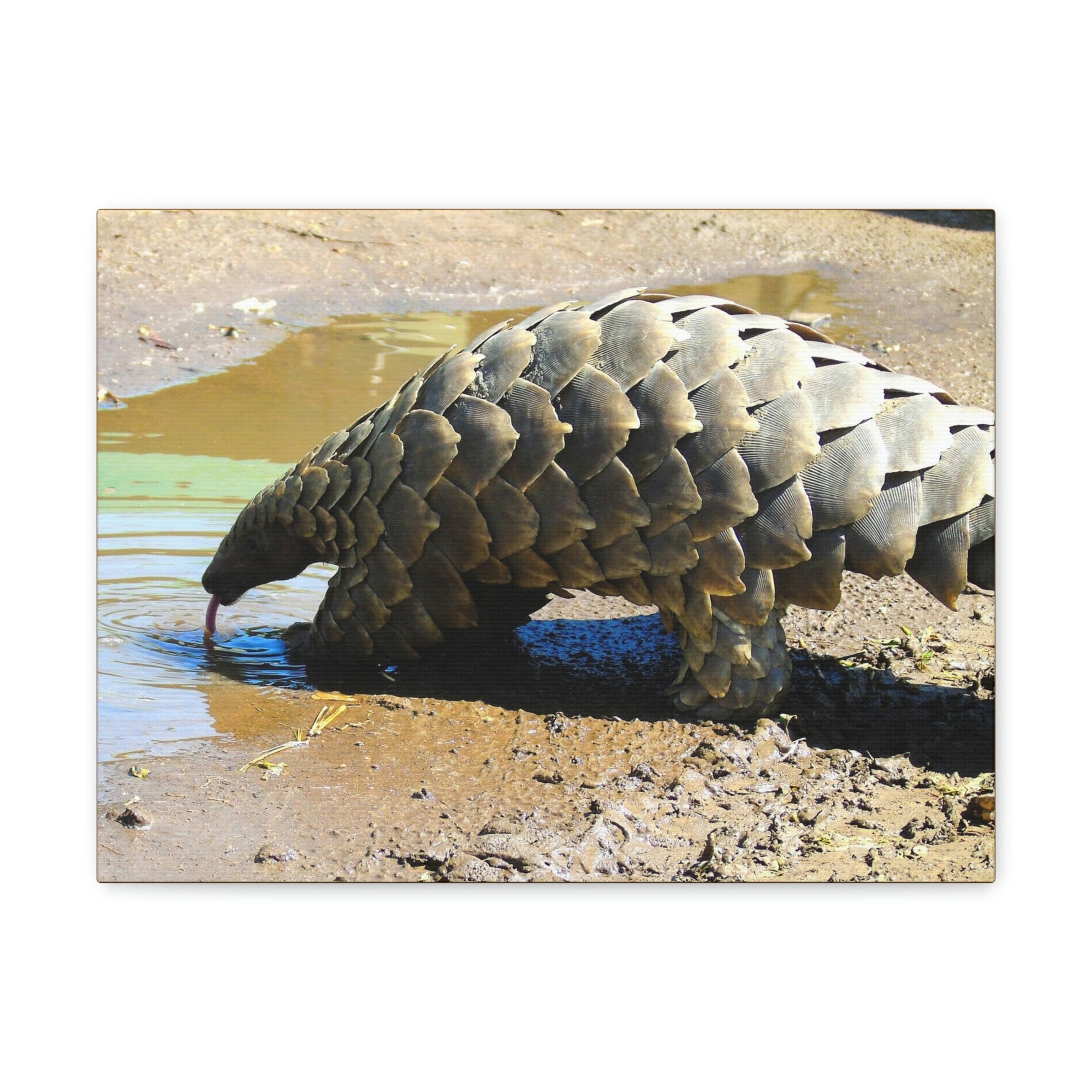 Funny Pangolin Silly African Tree Pangolin Outside Wall Art Ready to Hang Unframed-Express Your Love Gifts