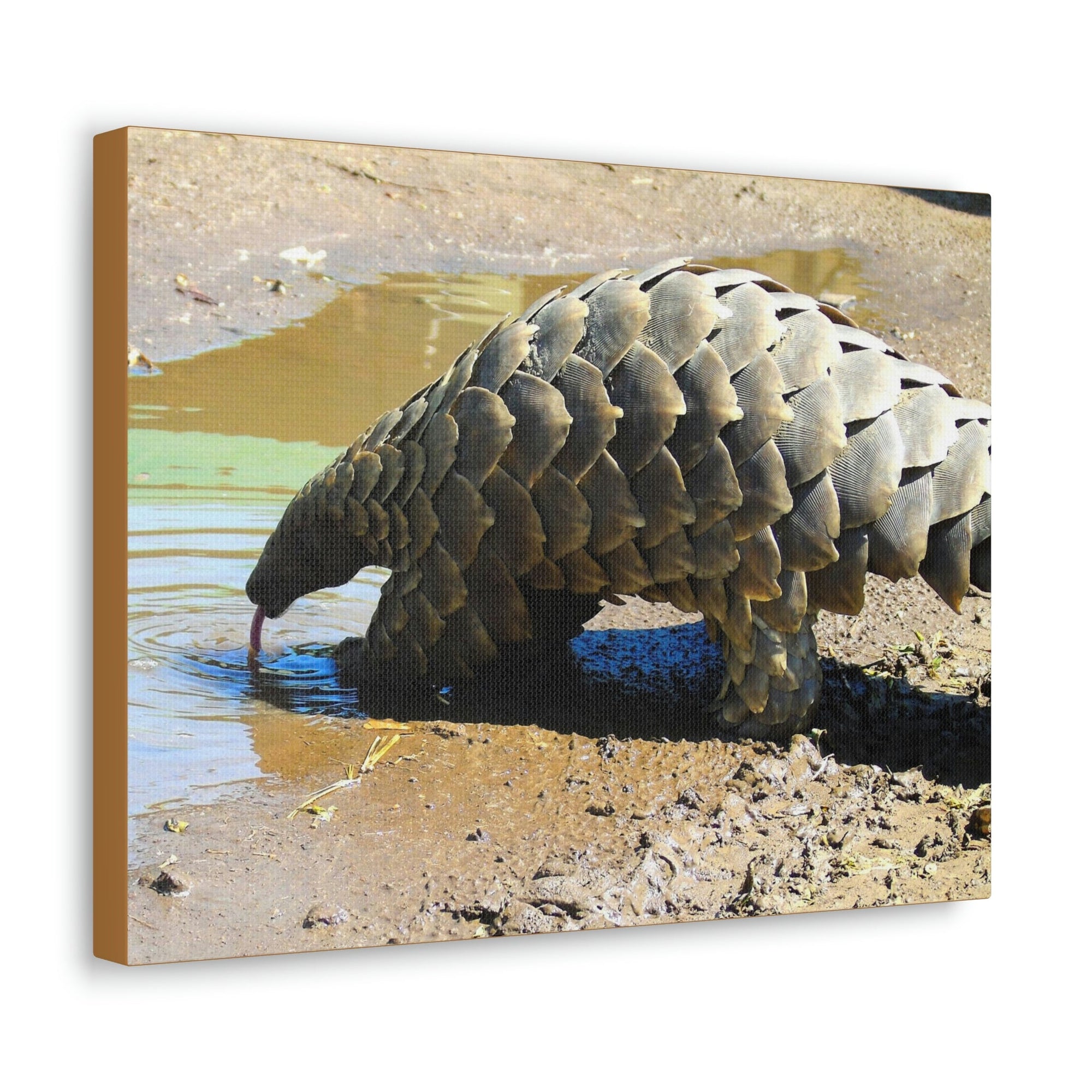 Funny Pangolin Silly African Tree Pangolin Outside Wall Art Ready to Hang Unframed-Express Your Love Gifts