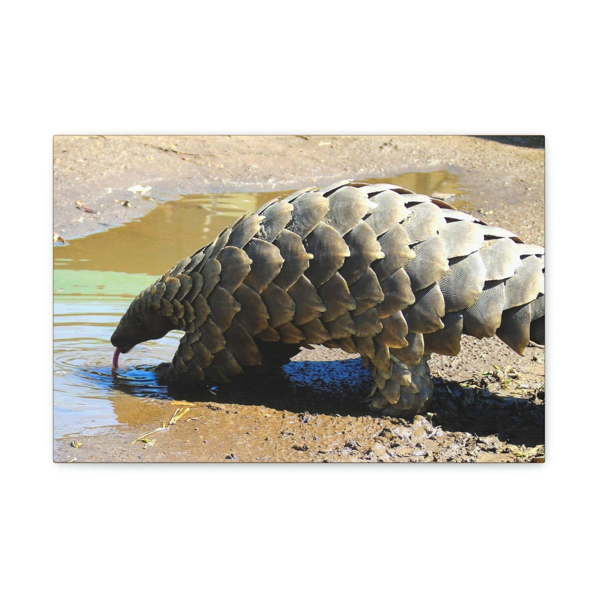 Funny Pangolin Silly African Tree Pangolin Outside Wall Art Ready to Hang Unframed-Express Your Love Gifts