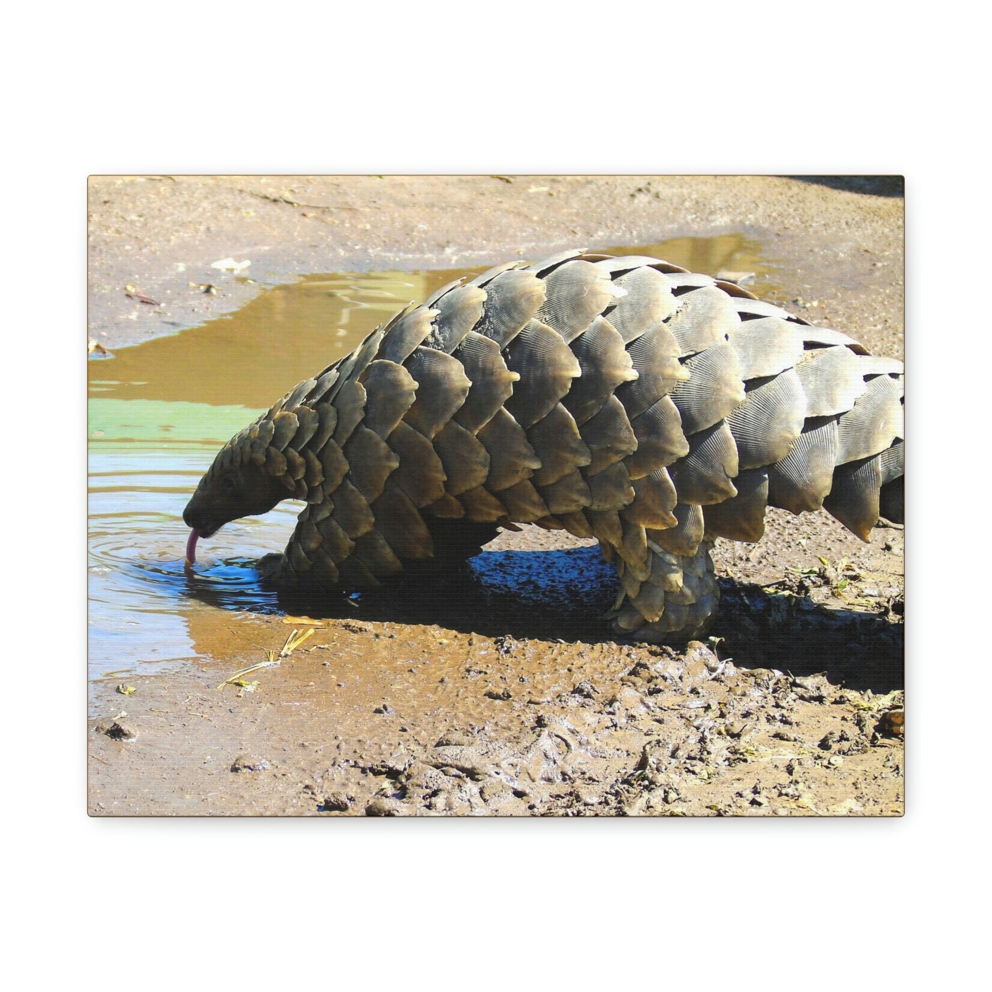 Funny Pangolin Silly African Tree Pangolin Outside Wall Art Ready to Hang Unframed-Express Your Love Gifts