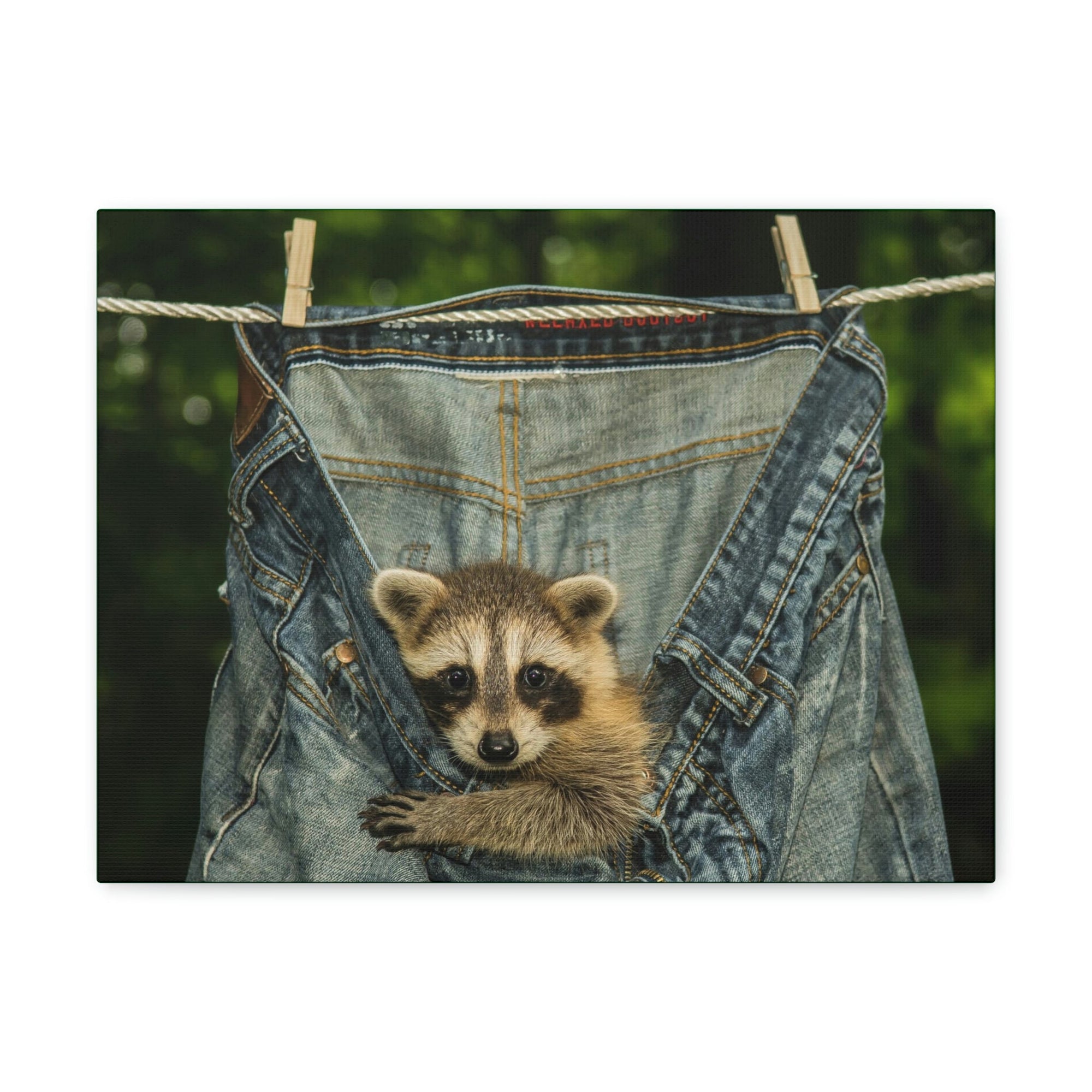 Funny Raccoon Silly Raccoon Outside Wall Art Ready to Hang Unframed-Express Your Love Gifts