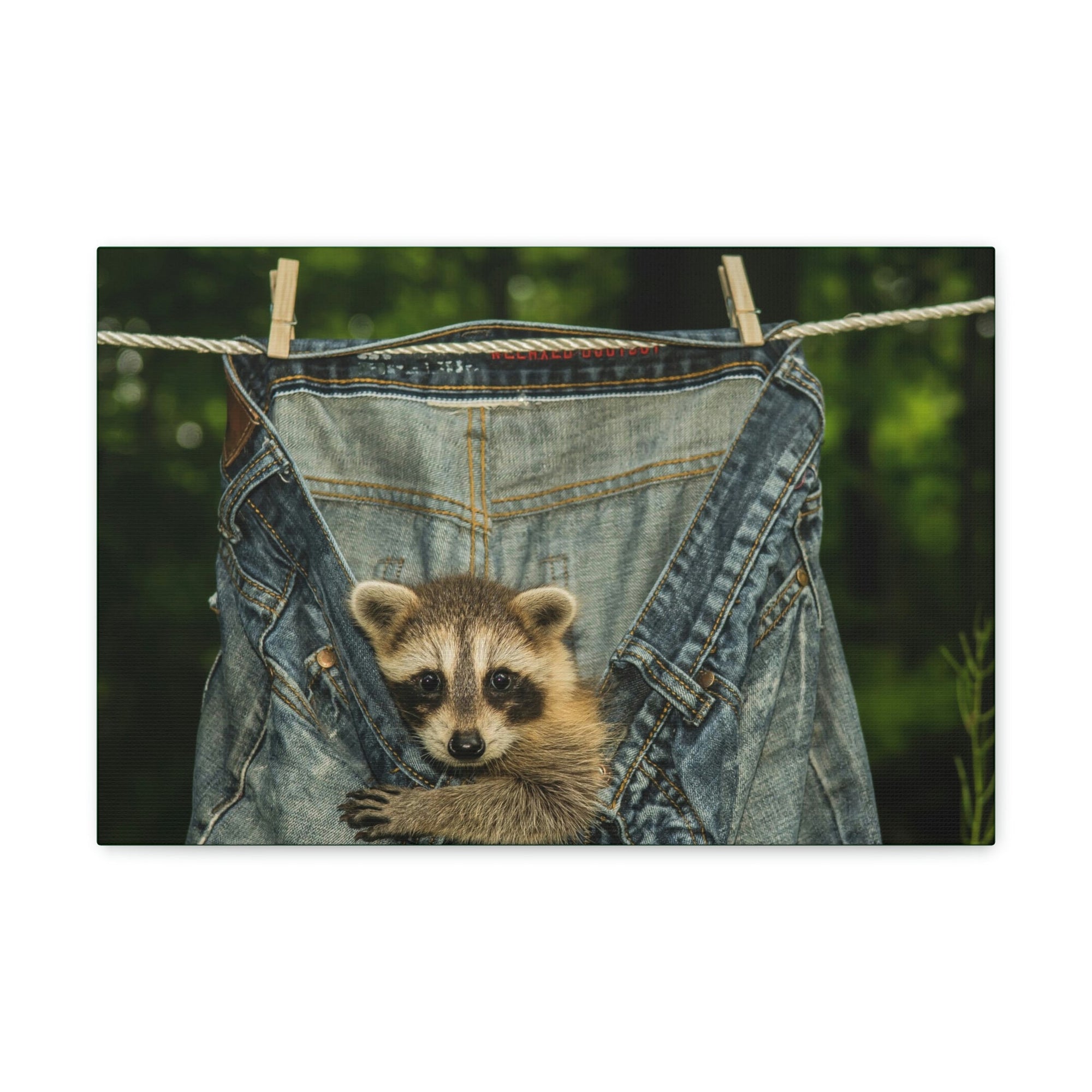 Funny Raccoon Silly Raccoon Outside Wall Art Ready to Hang Unframed-Express Your Love Gifts