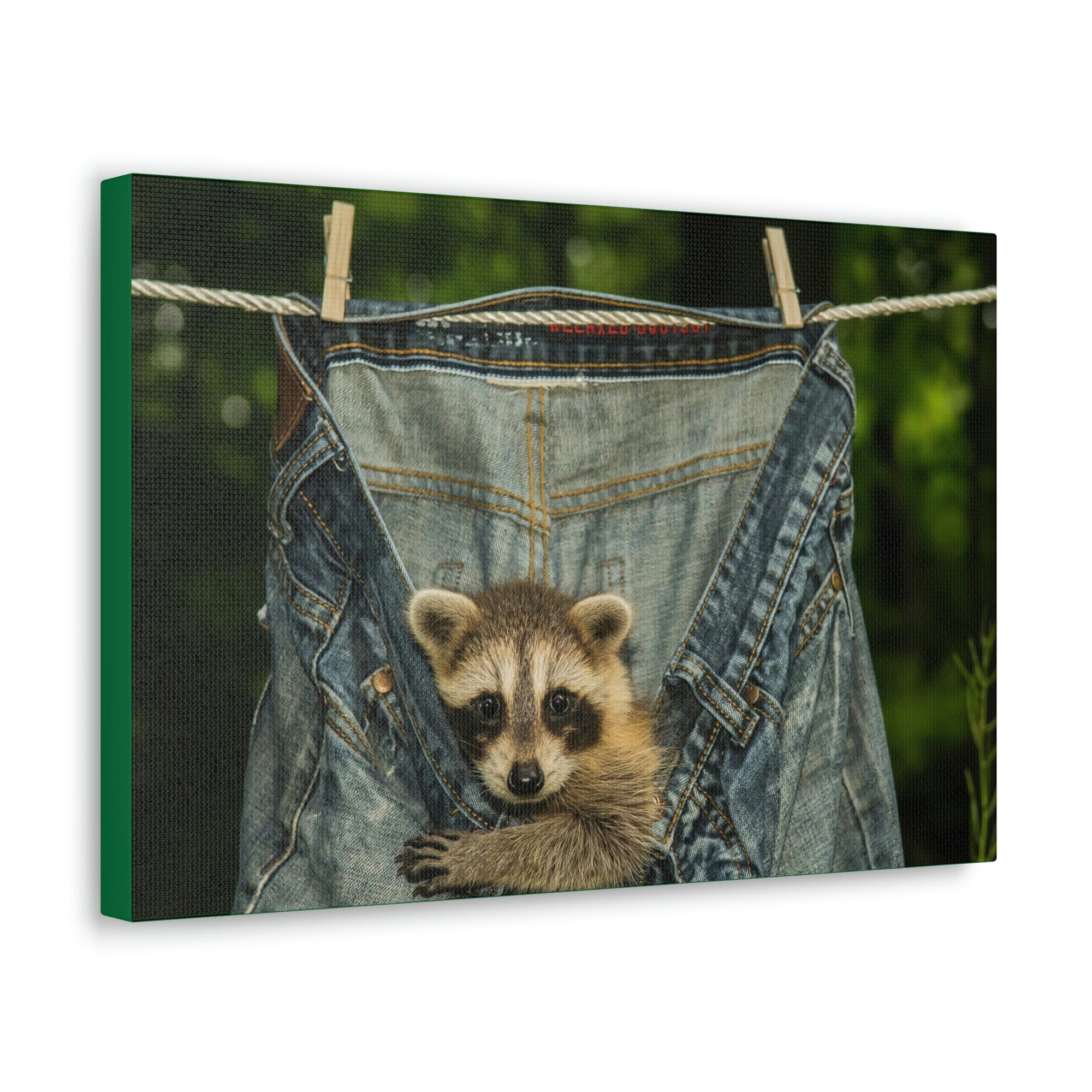 Funny Raccoon Silly Raccoon Outside Wall Art Ready to Hang Unframed-Express Your Love Gifts