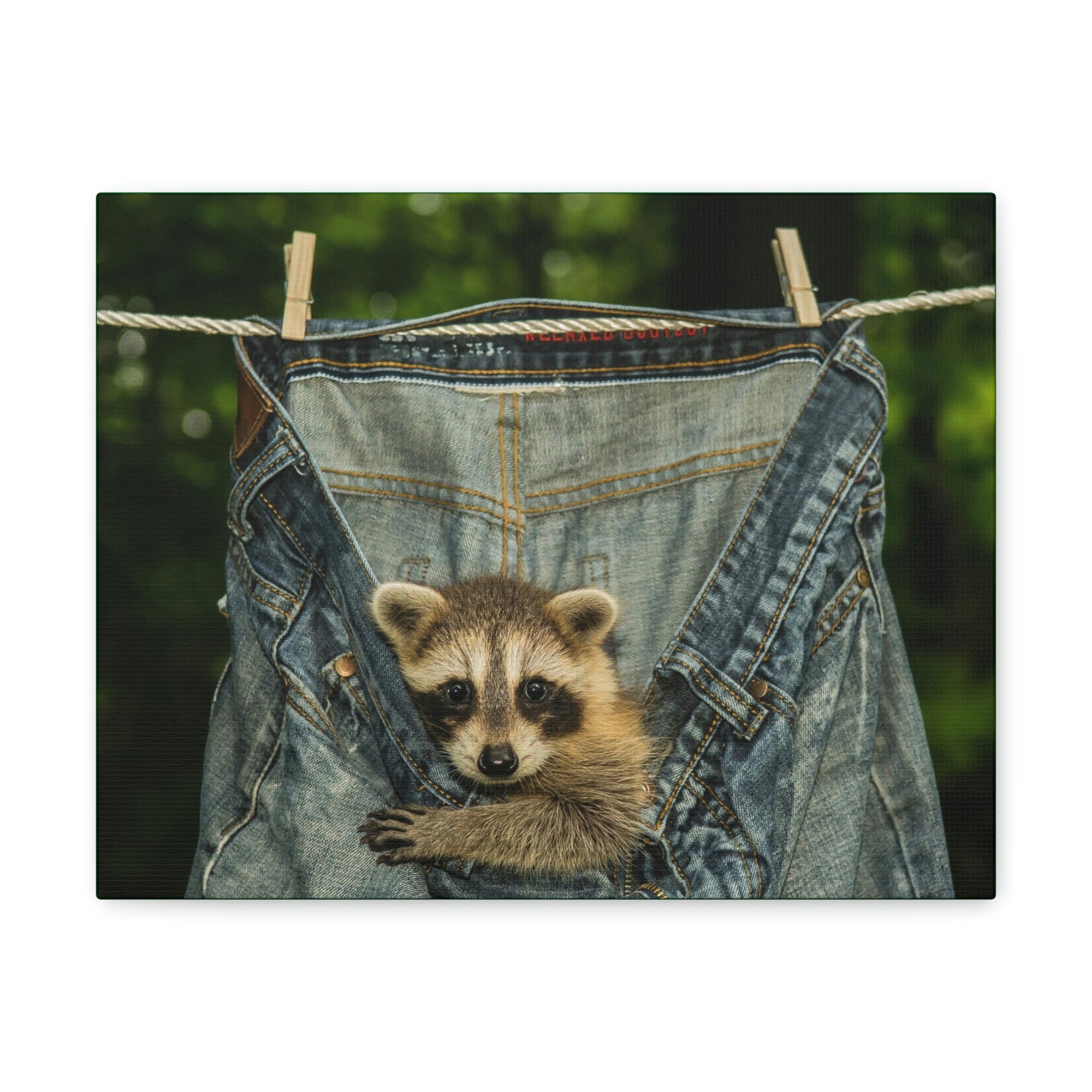 Funny Raccoon Silly Raccoon Outside Wall Art Ready to Hang Unframed-Express Your Love Gifts