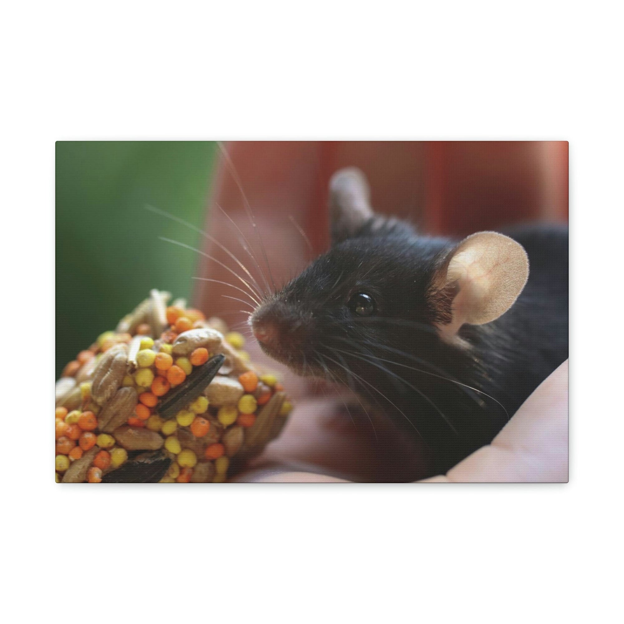 Funny Rat Silly Rat Outside Wall Art Ready to Hang Unframed-Express Your Love Gifts