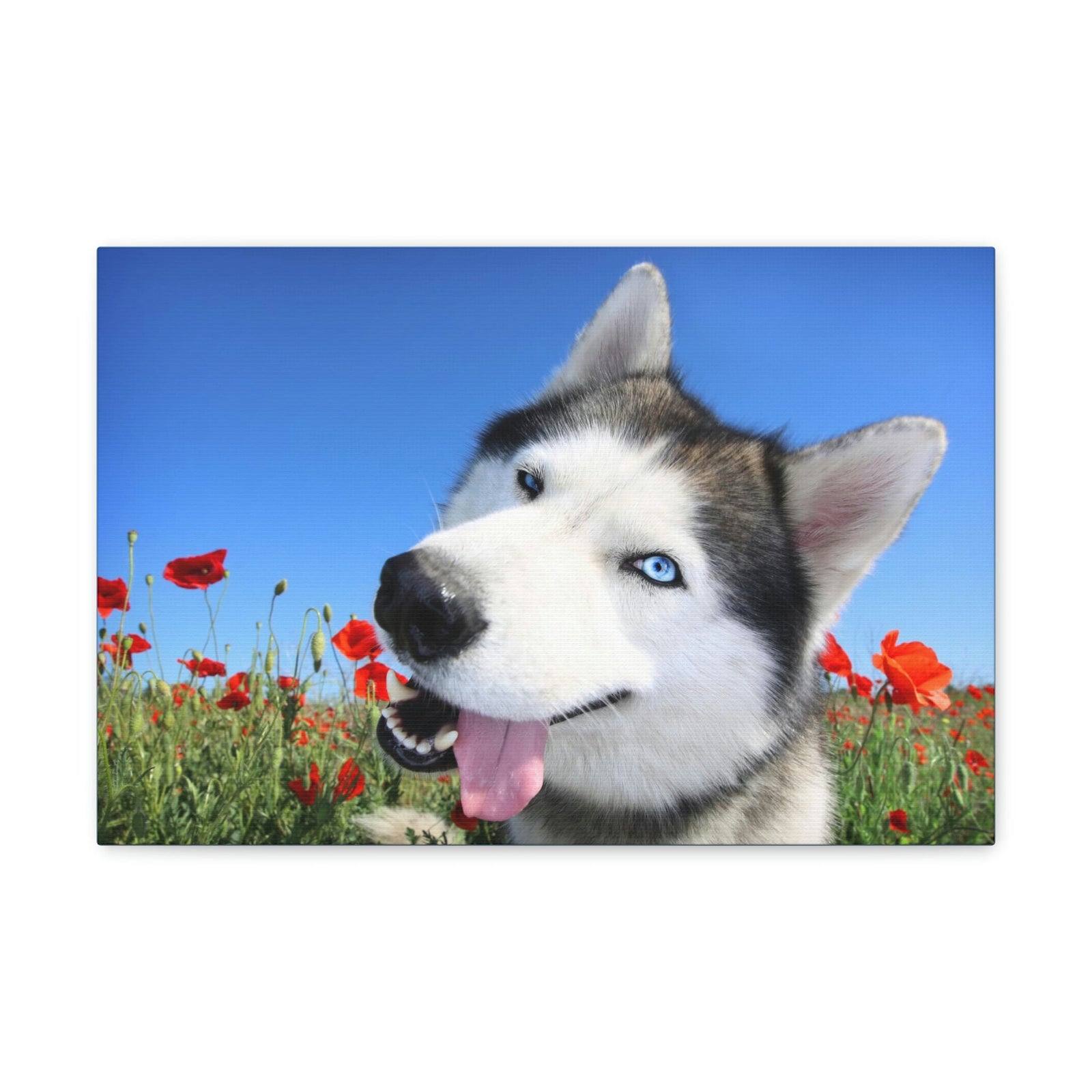 Funny Siberian Husky Silly Siberian Husky Outside Wall Art Ready to Hang Unframed-Express Your Love Gifts