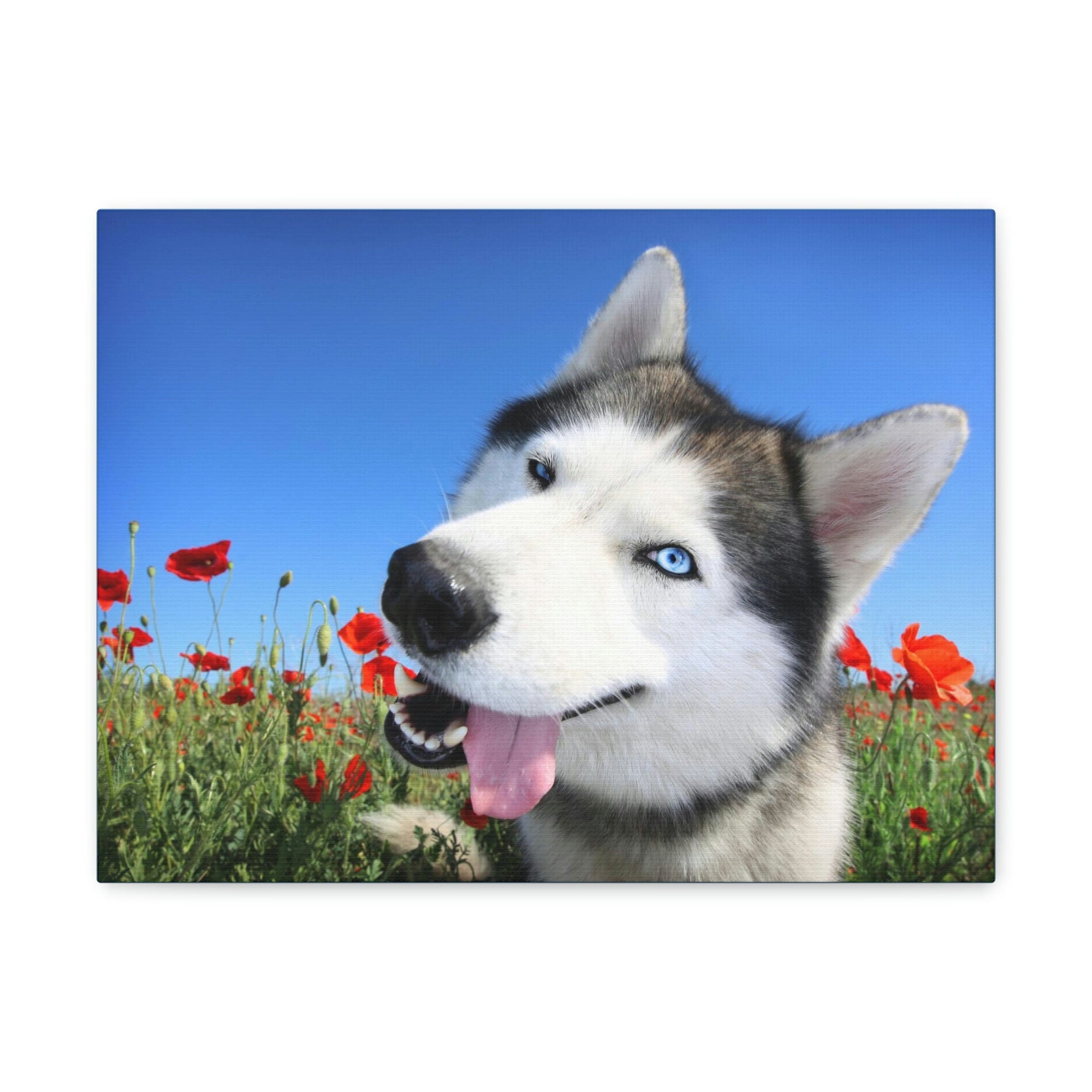 Funny Siberian Husky Silly Siberian Husky Outside Wall Art Ready to Hang Unframed-Express Your Love Gifts