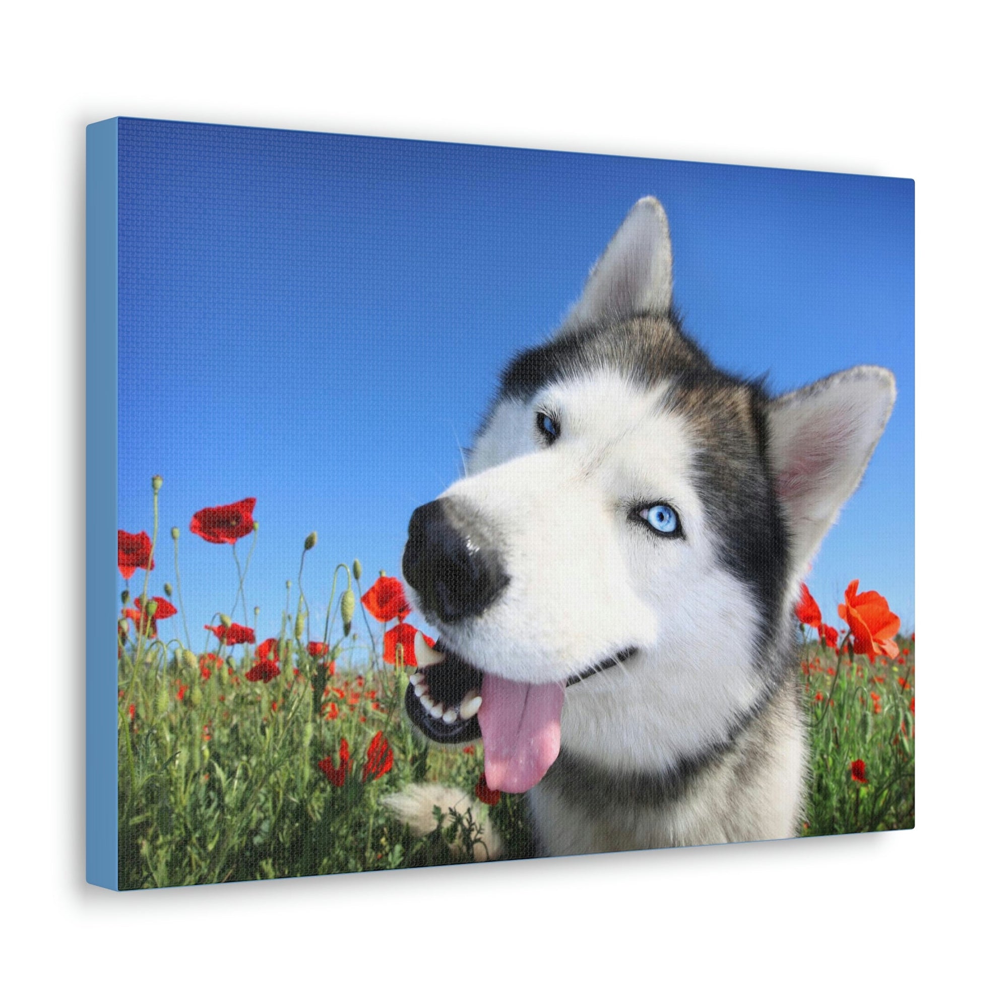 Funny Siberian Husky Silly Siberian Husky Outside Wall Art Ready to Hang Unframed-Express Your Love Gifts