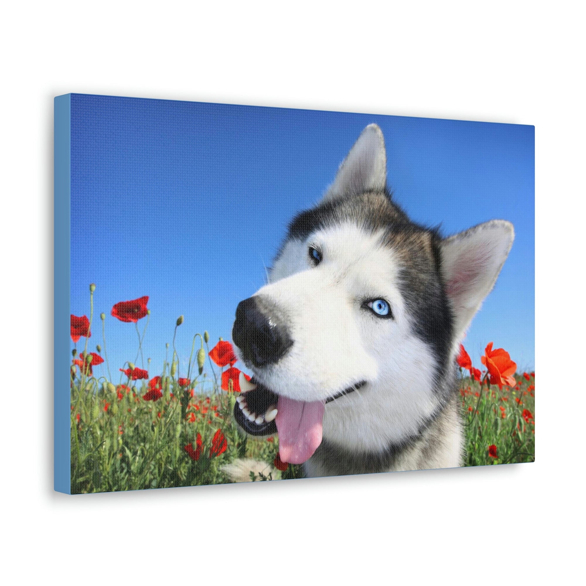 Funny Siberian Husky Silly Siberian Husky Outside Wall Art Ready to Hang Unframed-Express Your Love Gifts