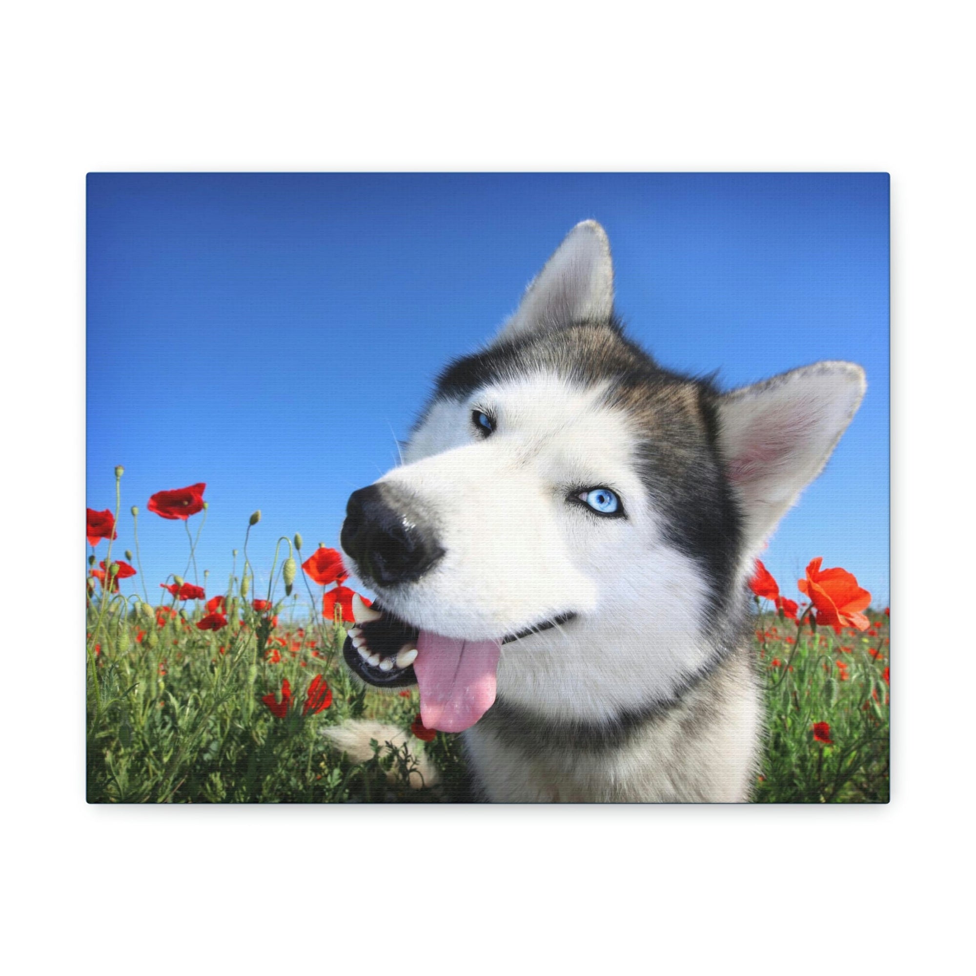 Funny Siberian Husky Silly Siberian Husky Outside Wall Art Ready to Hang Unframed-Express Your Love Gifts