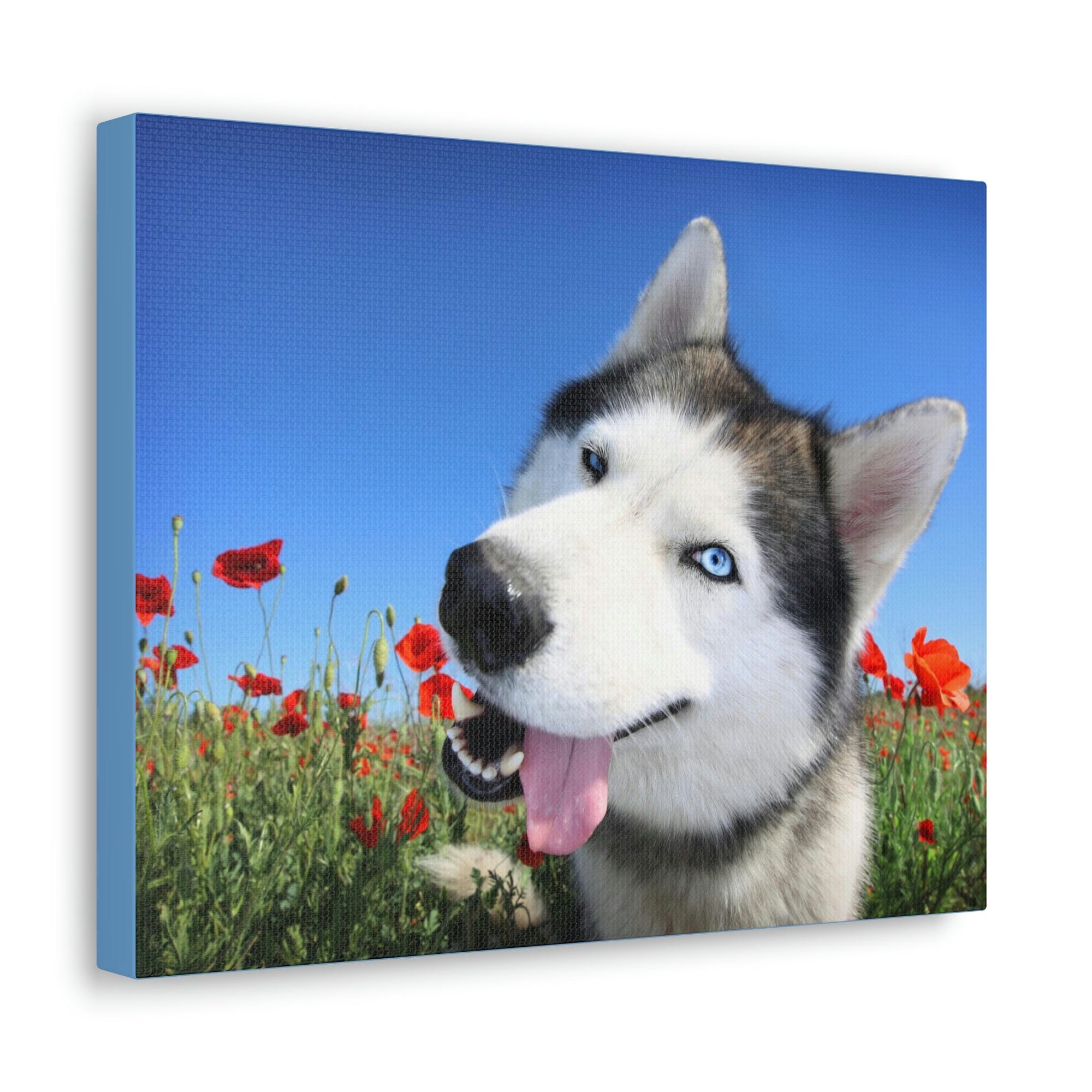 Funny Siberian Husky Silly Siberian Husky Outside Wall Art Ready to Hang Unframed-Express Your Love Gifts