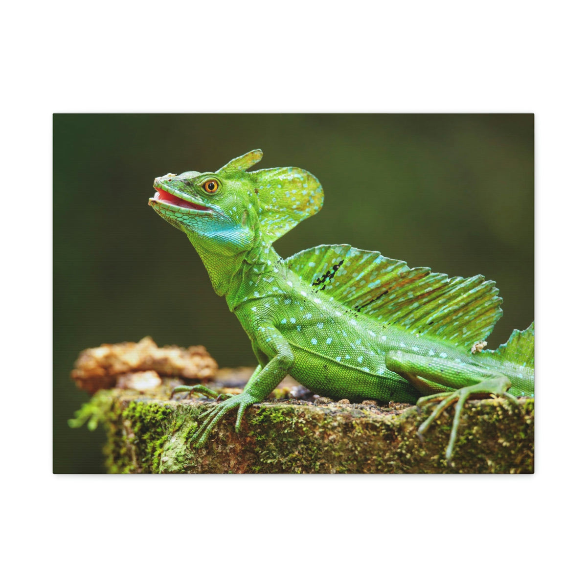 Funny Smiling Basilisk Outside Wall Art Ready to Hang Unframed-Express Your Love Gifts