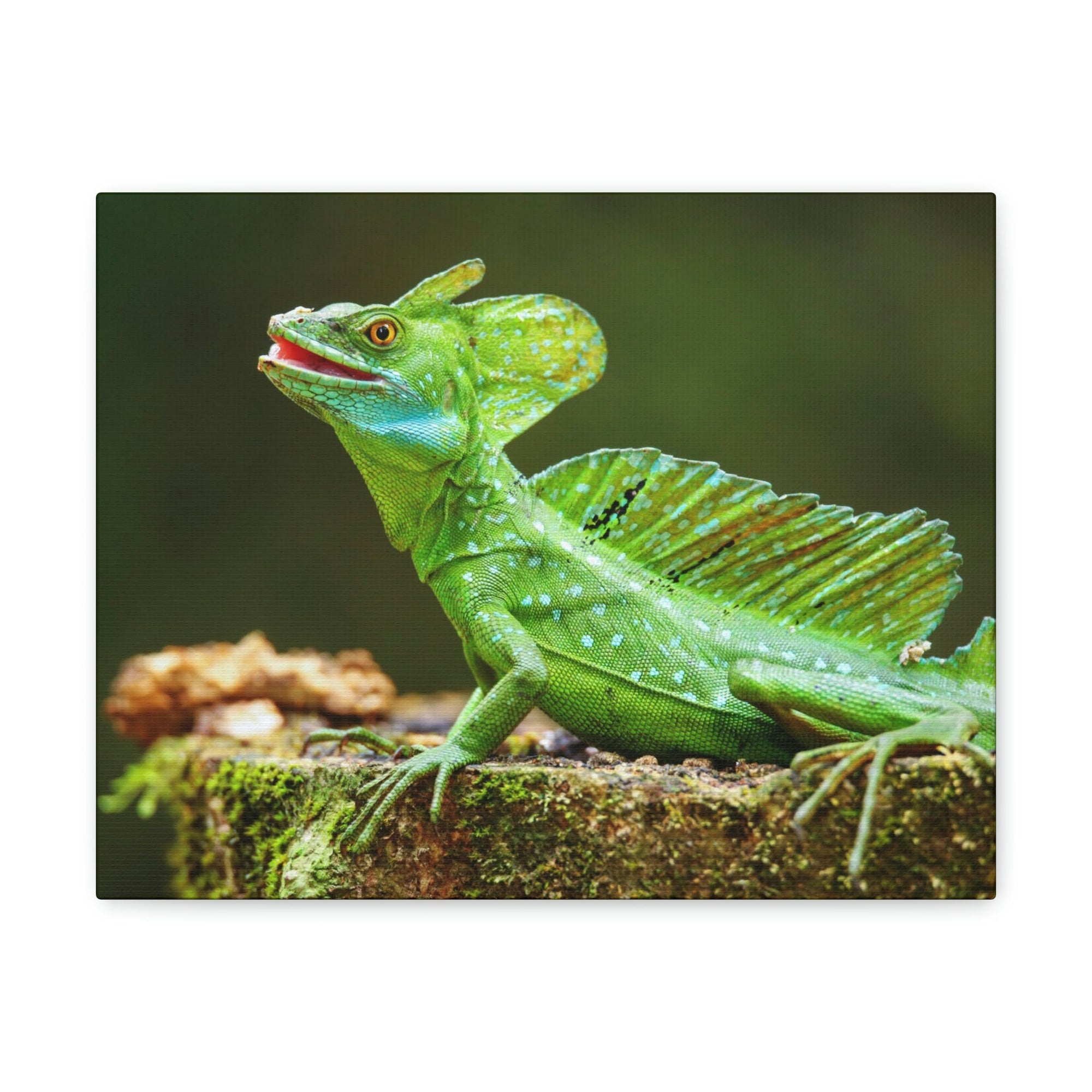 Funny Smiling Basilisk Outside Wall Art Ready to Hang Unframed-Express Your Love Gifts