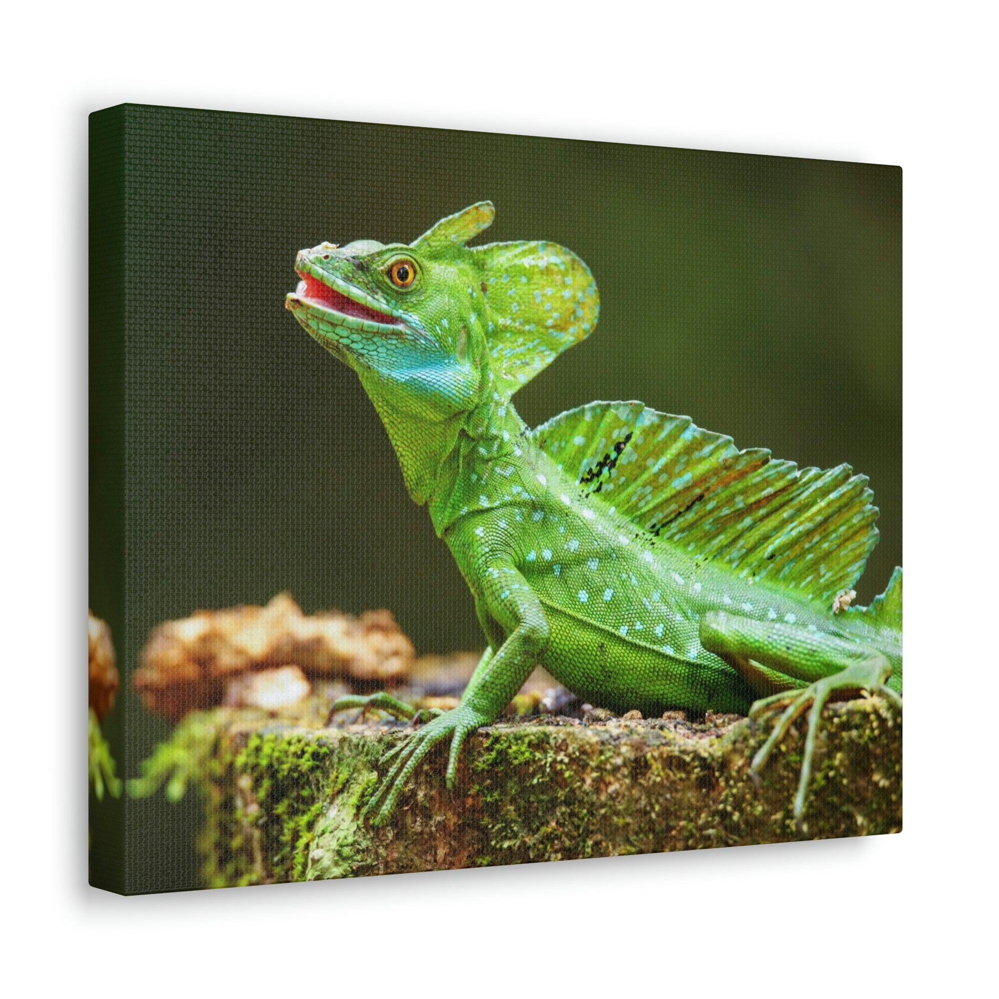 Funny Smiling Basilisk Outside Wall Art Ready to Hang Unframed-Express Your Love Gifts