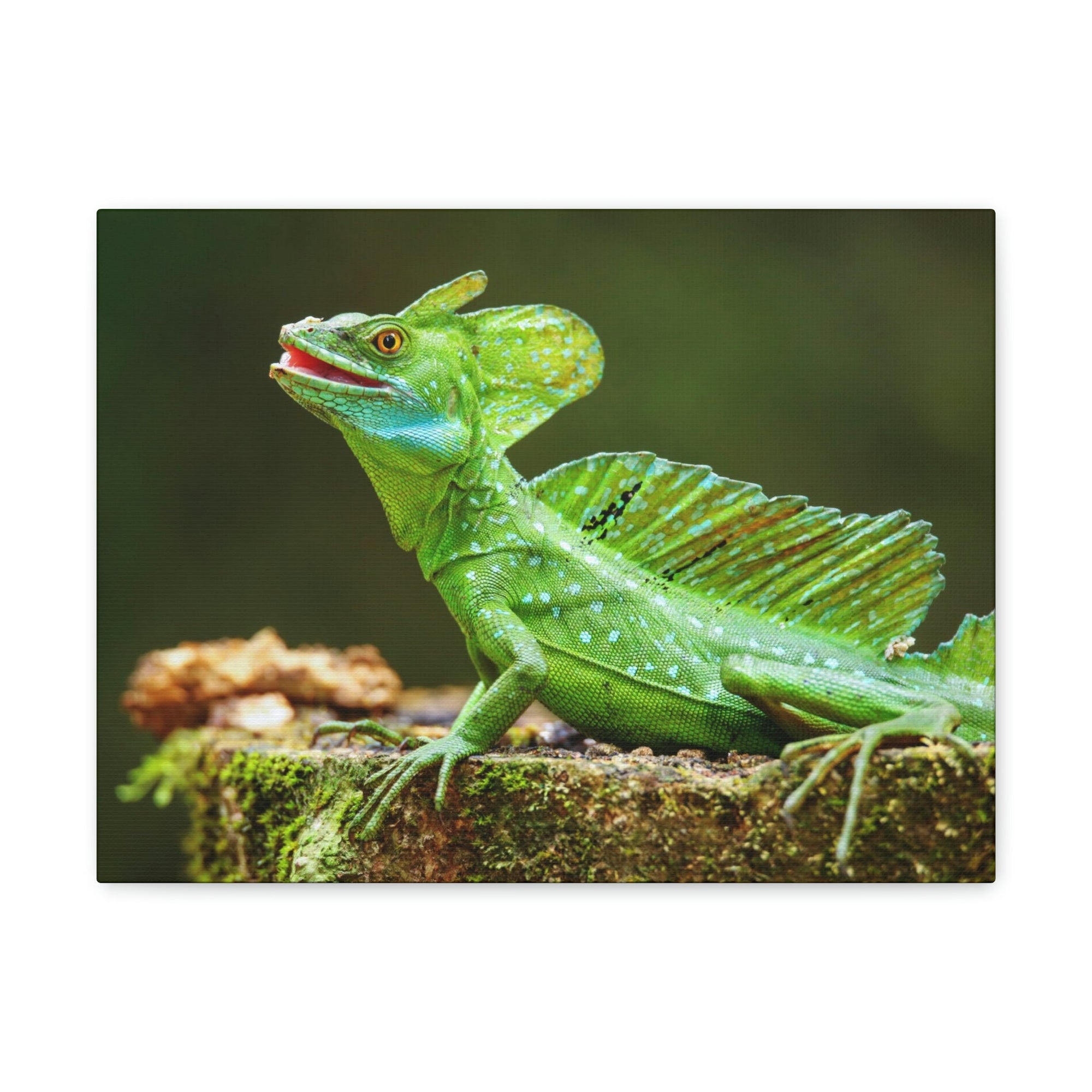 Funny Smiling Basilisk Outside Wall Art Ready to Hang Unframed-Express Your Love Gifts