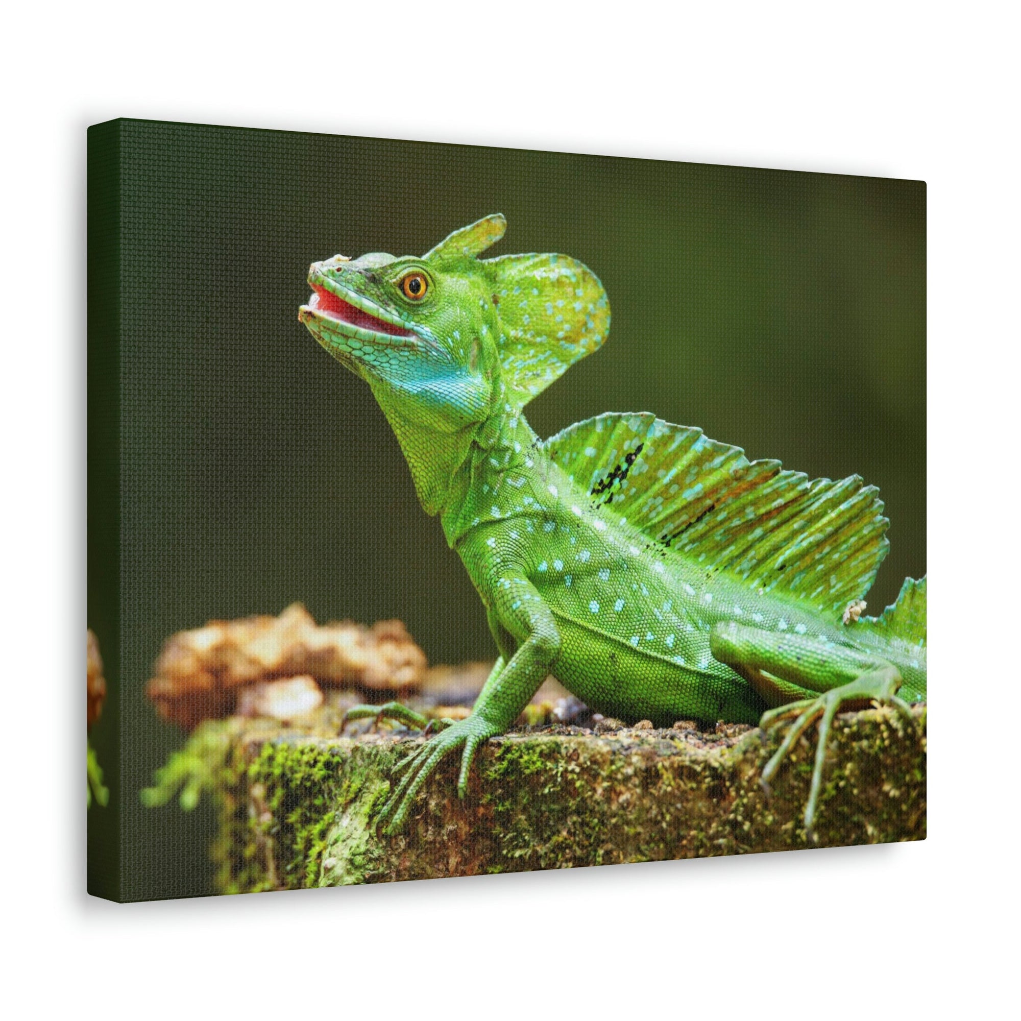 Funny Smiling Basilisk Outside Wall Art Ready to Hang Unframed-Express Your Love Gifts