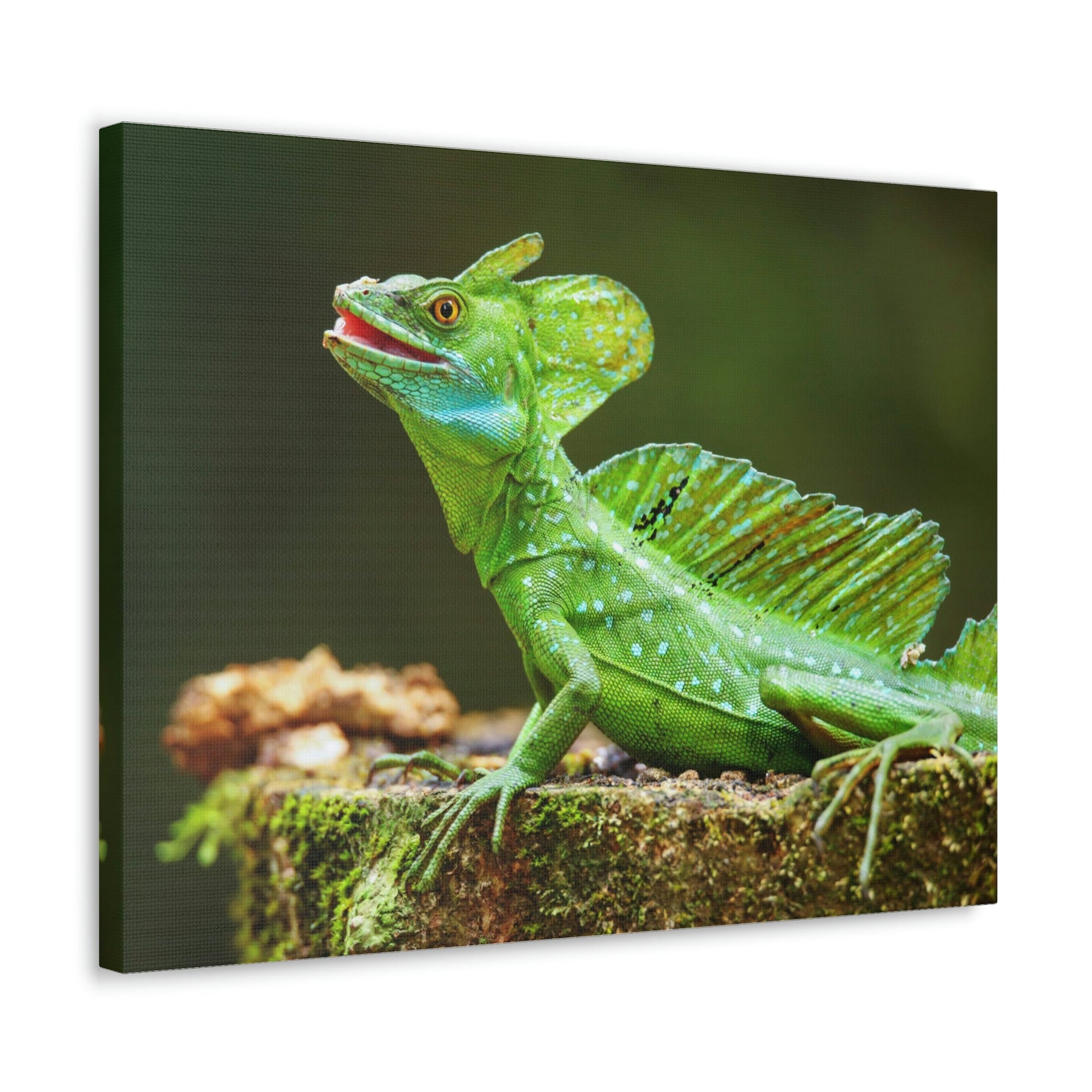 Funny Smiling Basilisk Outside Wall Art Ready to Hang Unframed-Express Your Love Gifts