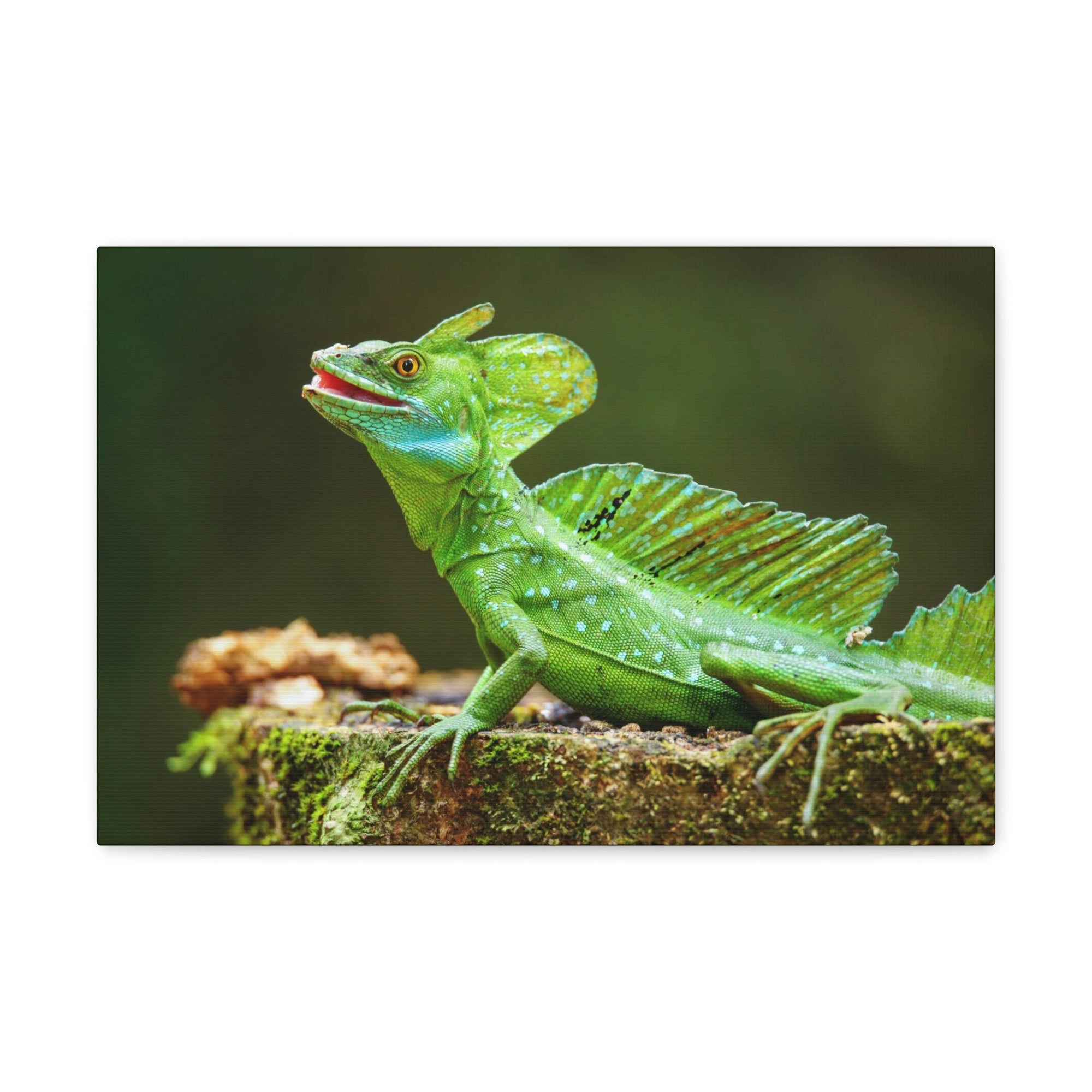 Funny Smiling Basilisk Outside Wall Art Ready to Hang Unframed-Express Your Love Gifts