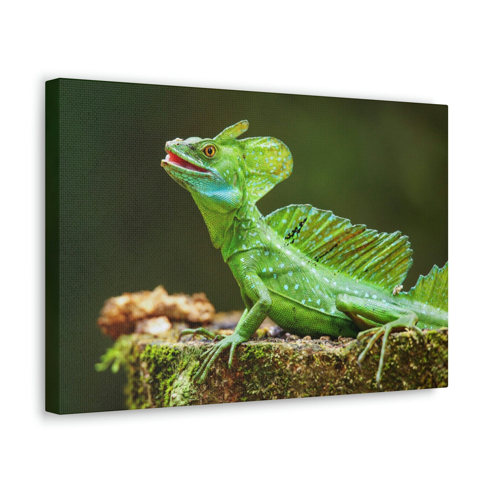 Funny Smiling Basilisk Outside Wall Art Ready to Hang Unframed-Express Your Love Gifts