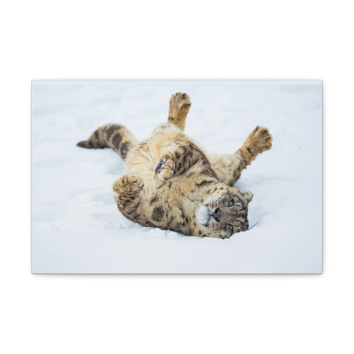 Funny Snow Leopard Silly Snow Leopard Inside Wall Art Ready to Hang Unframed-Express Your Love Gifts