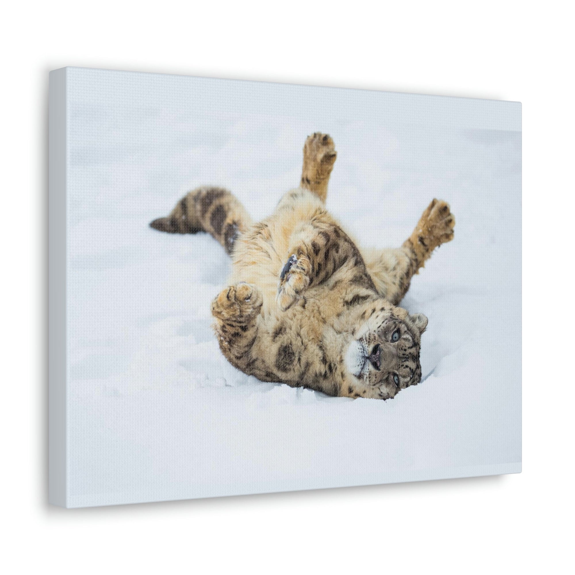 Funny Snow Leopard Silly Snow Leopard Inside Wall Art Ready to Hang Unframed-Express Your Love Gifts