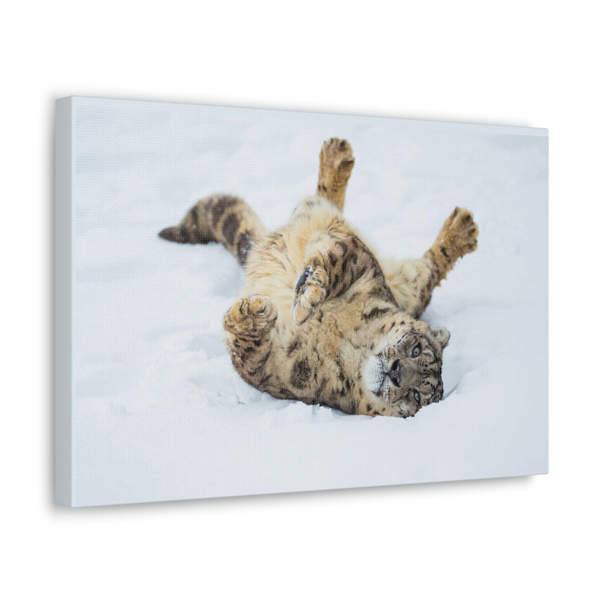 Funny Snow Leopard Silly Snow Leopard Inside Wall Art Ready to Hang Unframed-Express Your Love Gifts