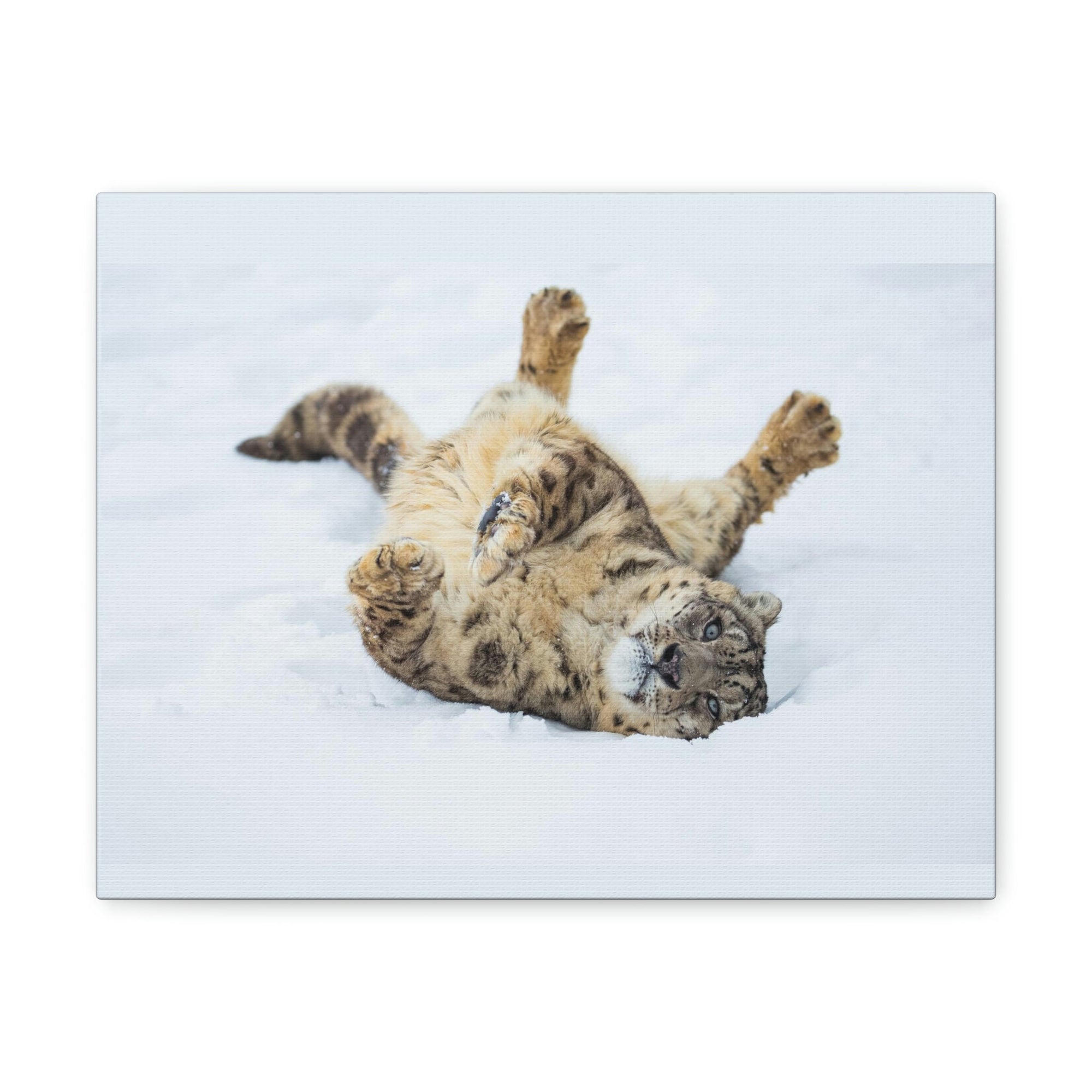 Funny Snow Leopard Silly Snow Leopard Inside Wall Art Ready to Hang Unframed-Express Your Love Gifts