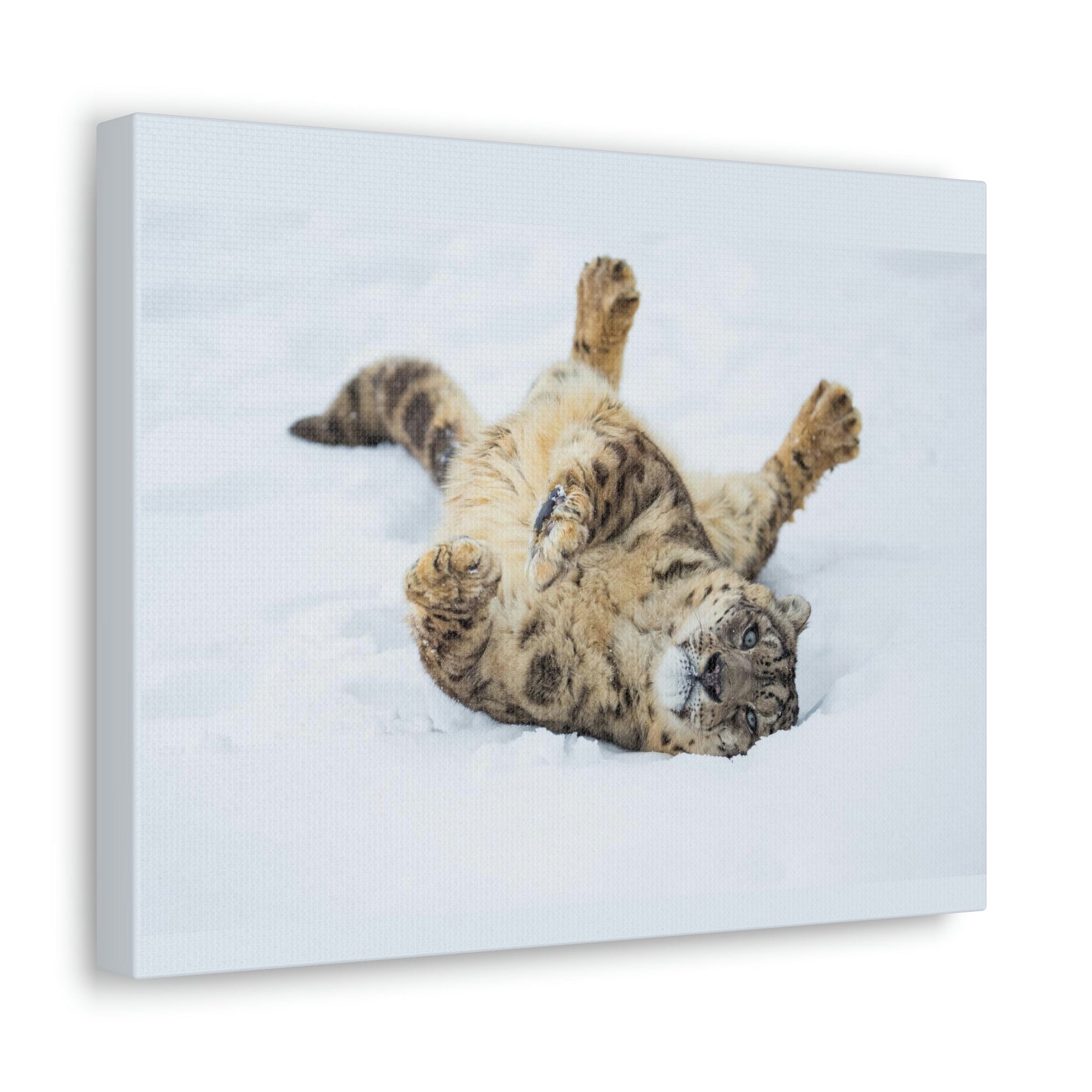 Funny Snow Leopard Silly Snow Leopard Inside Wall Art Ready to Hang Unframed-Express Your Love Gifts