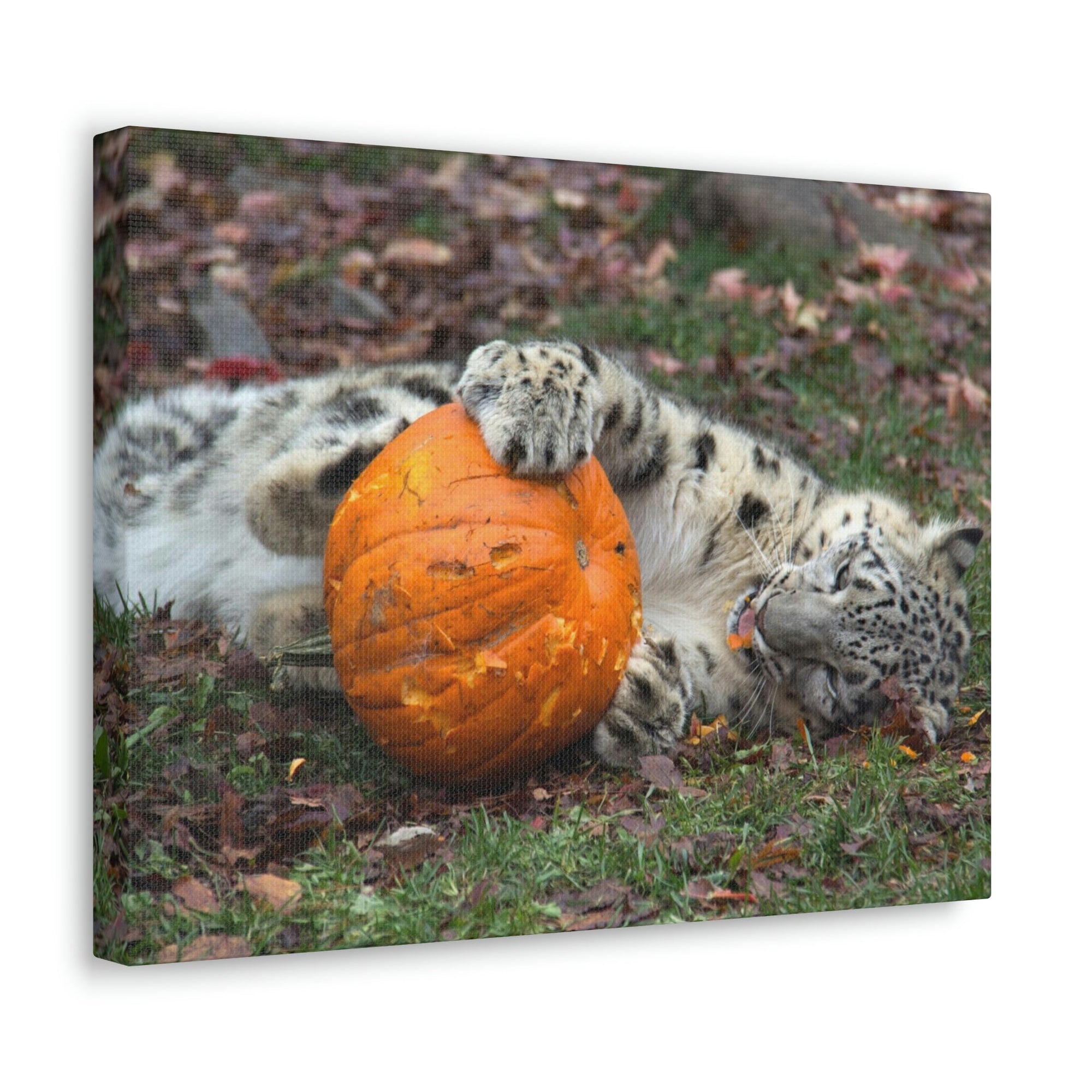 Funny Snow Leopard Silly Snow Leopard Outside Wall Art Ready to Hang Unframed-Express Your Love Gifts