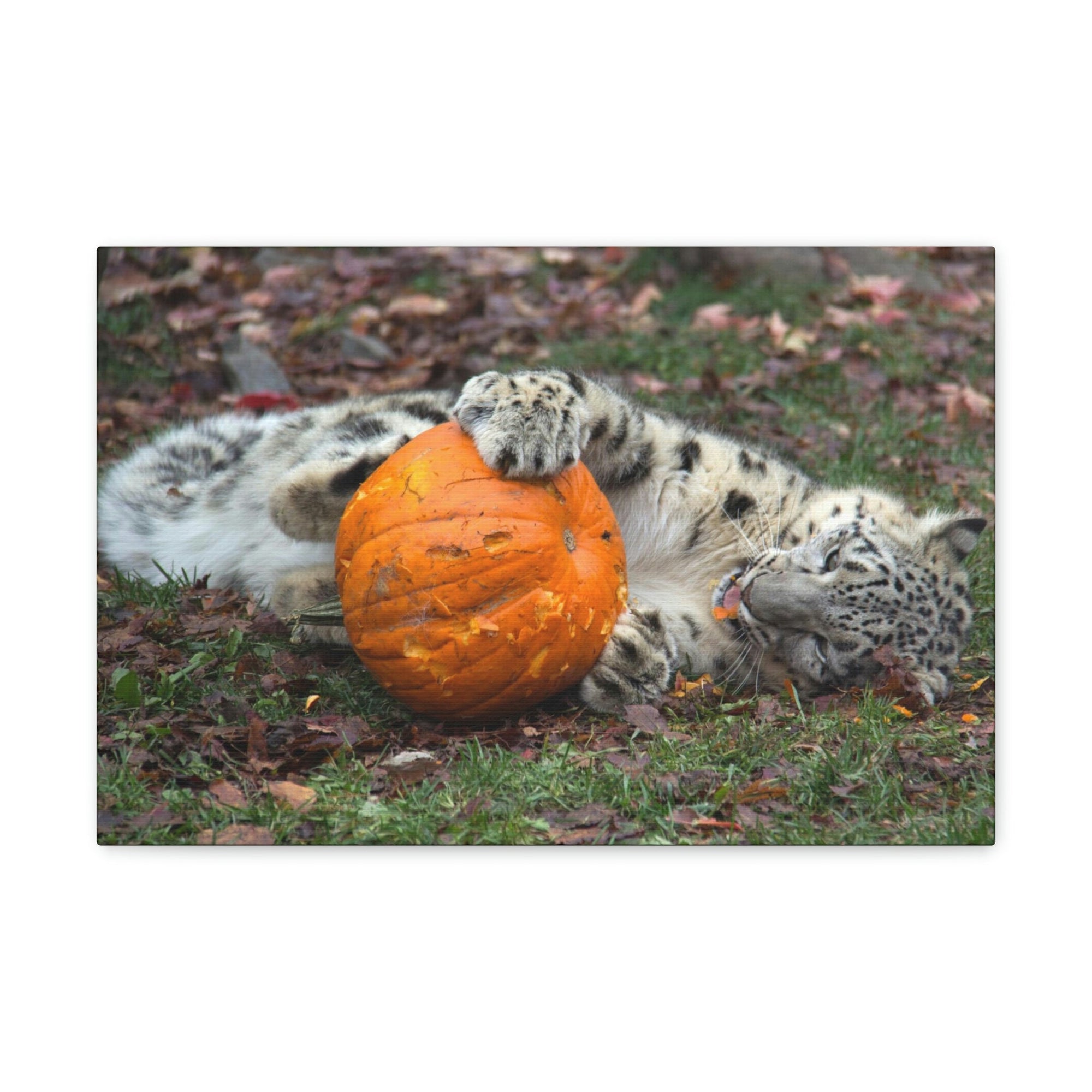 Funny Snow Leopard Silly Snow Leopard Outside Wall Art Ready to Hang Unframed-Express Your Love Gifts