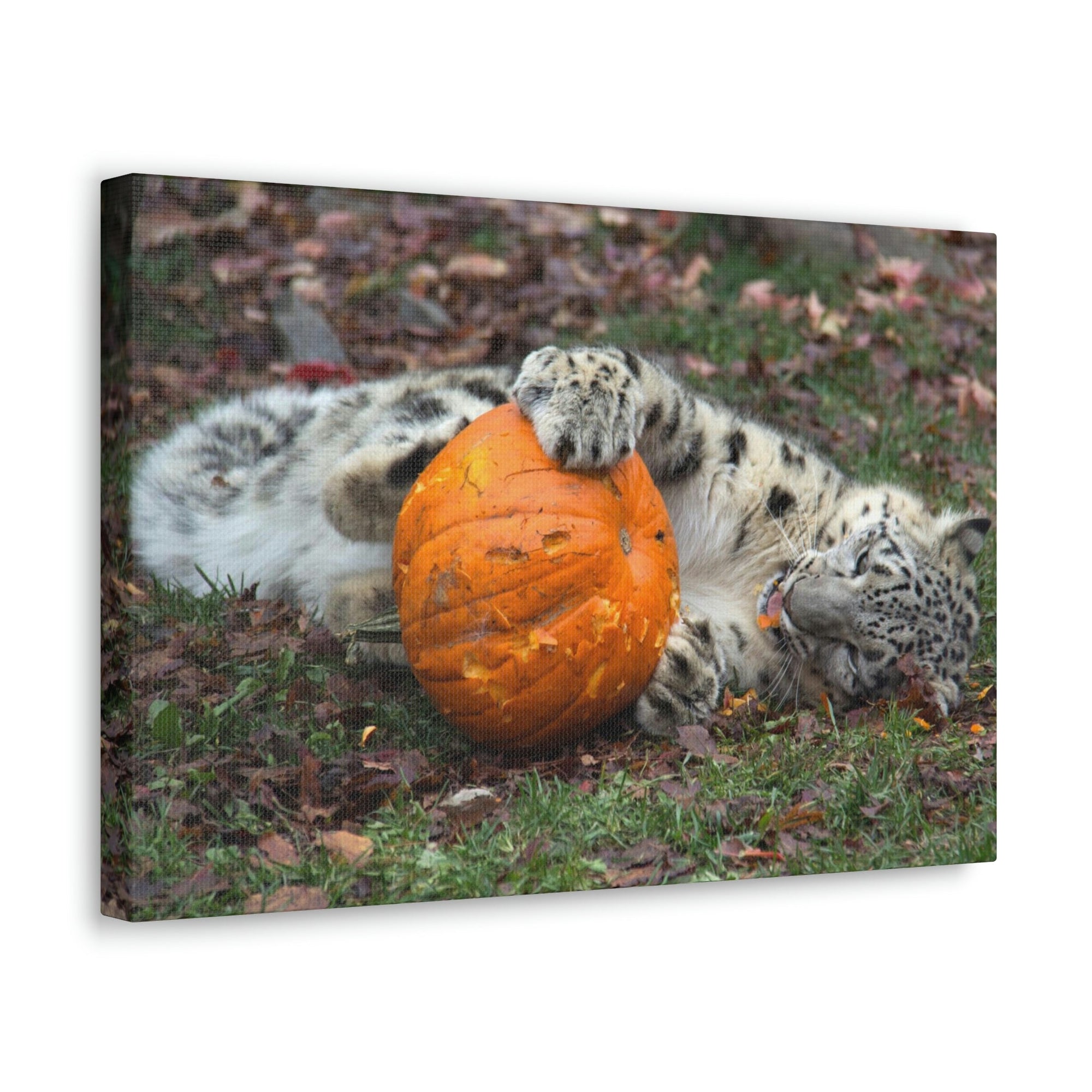 Funny Snow Leopard Silly Snow Leopard Outside Wall Art Ready to Hang Unframed-Express Your Love Gifts