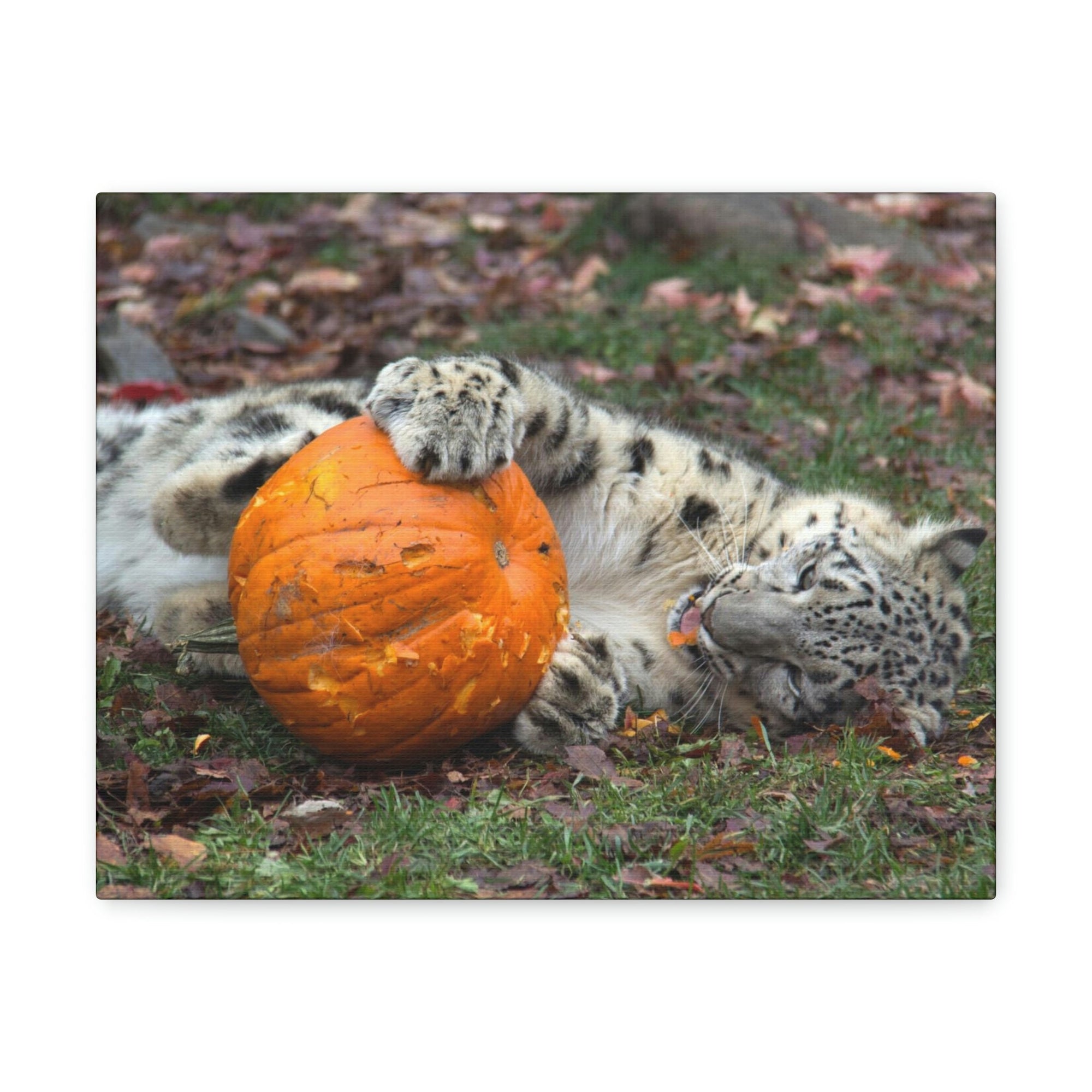 Funny Snow Leopard Silly Snow Leopard Outside Wall Art Ready to Hang Unframed-Express Your Love Gifts