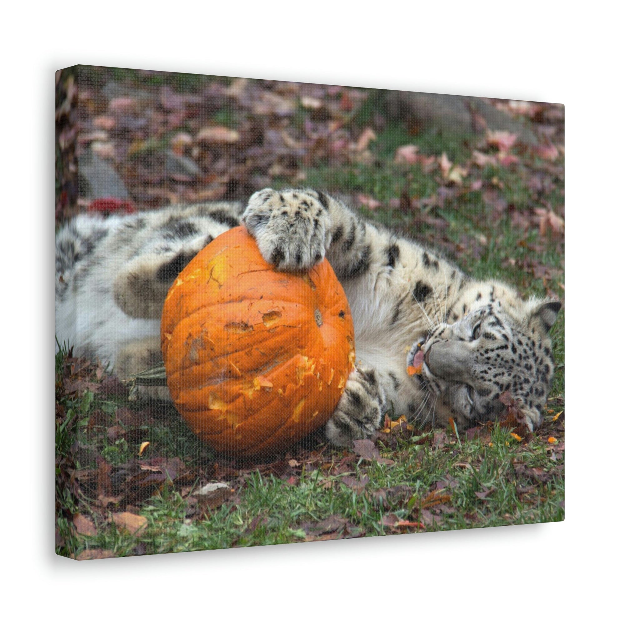 Funny Snow Leopard Silly Snow Leopard Outside Wall Art Ready to Hang Unframed-Express Your Love Gifts