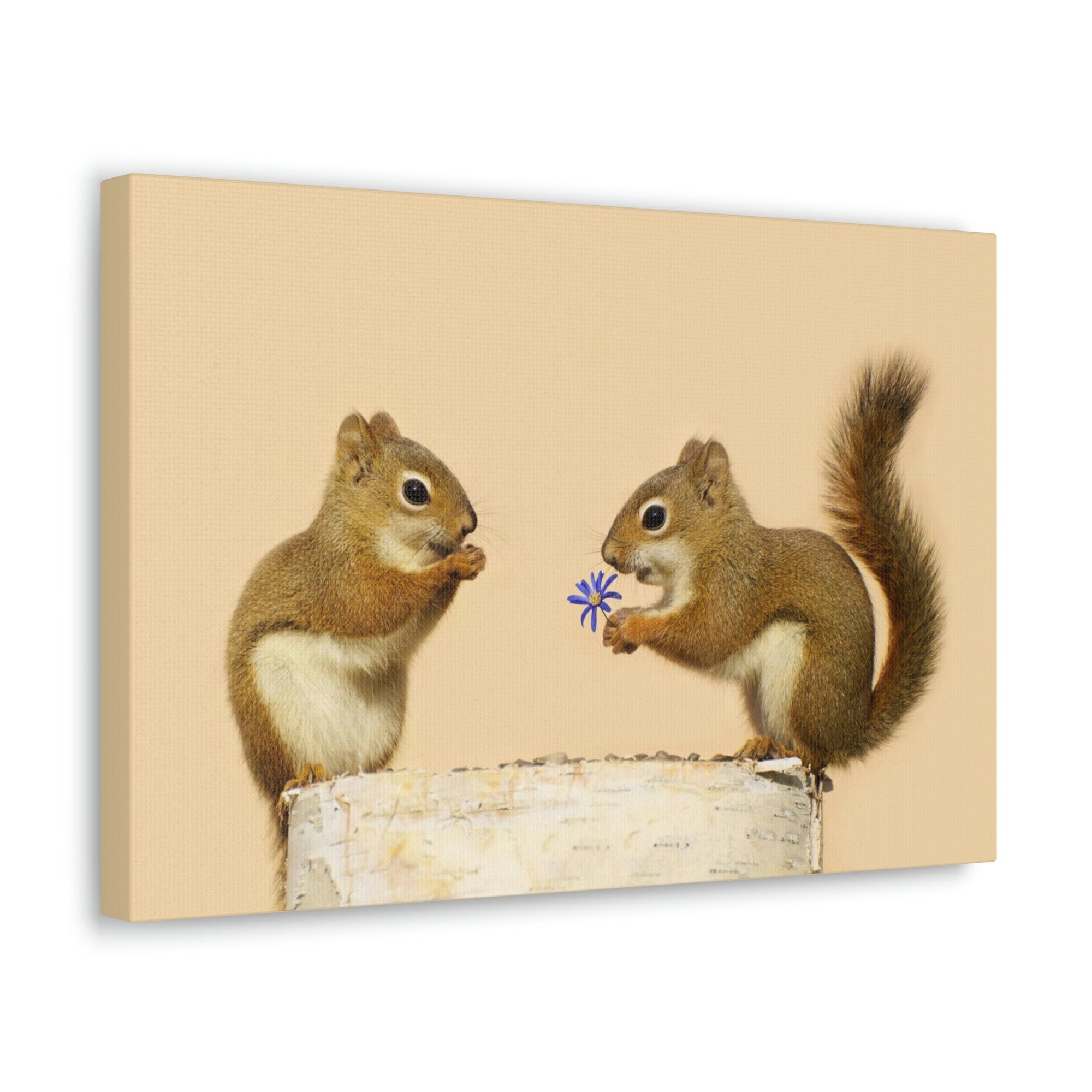 Funny Squirrel Silly Squirrel Couple Wall Art Ready To Hang Unframed-Express Your Love Gifts