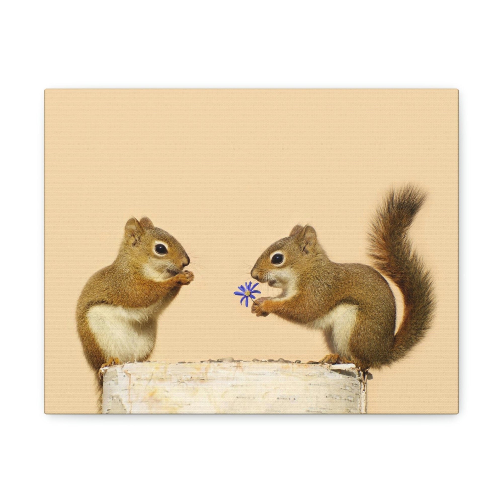 Funny Squirrel Silly Squirrel Couple Wall Art Ready To Hang Unframed-Express Your Love Gifts