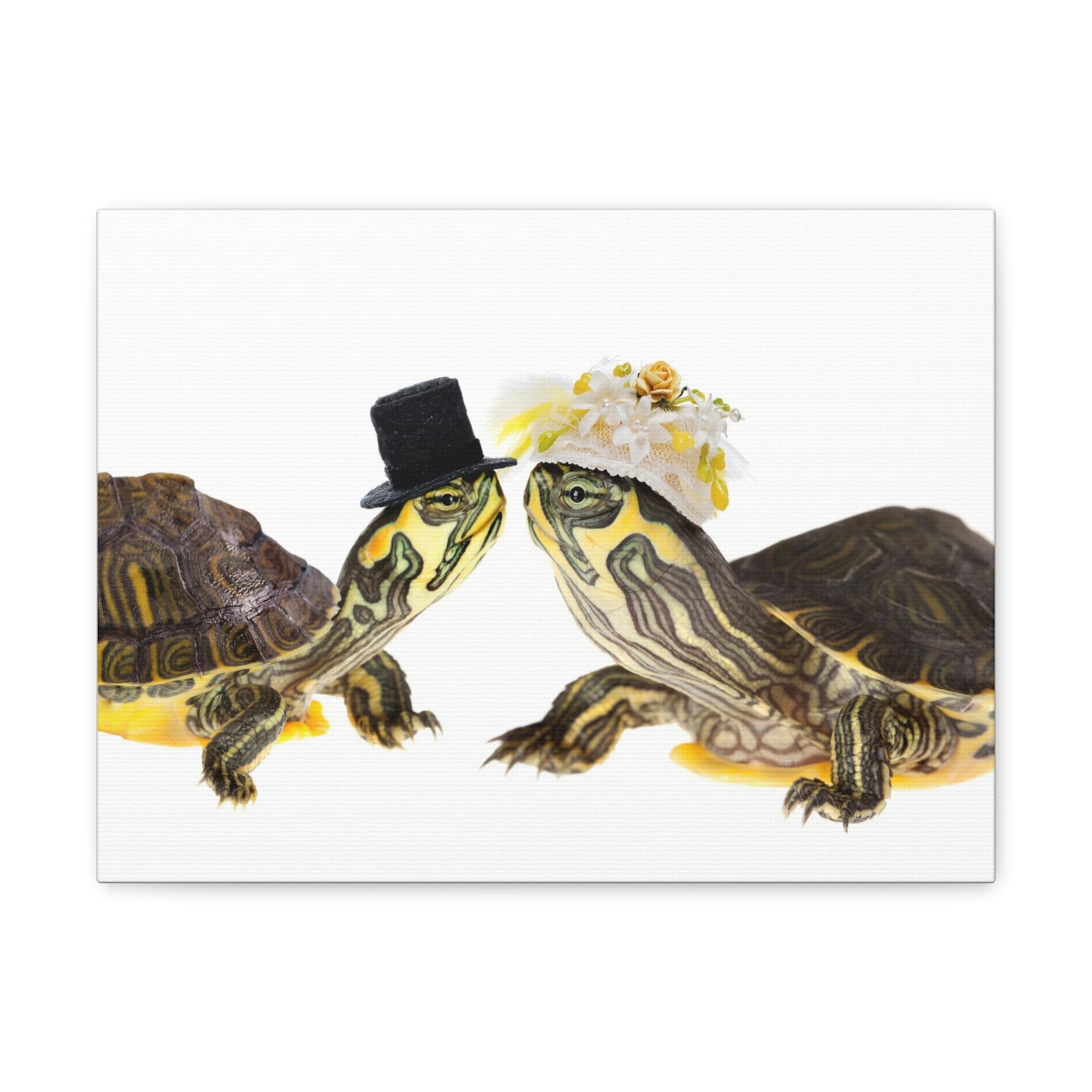 Funny Tortoise Silly Tortoise Couples Wall Art Ready to Hang Unframed-Express Your Love Gifts