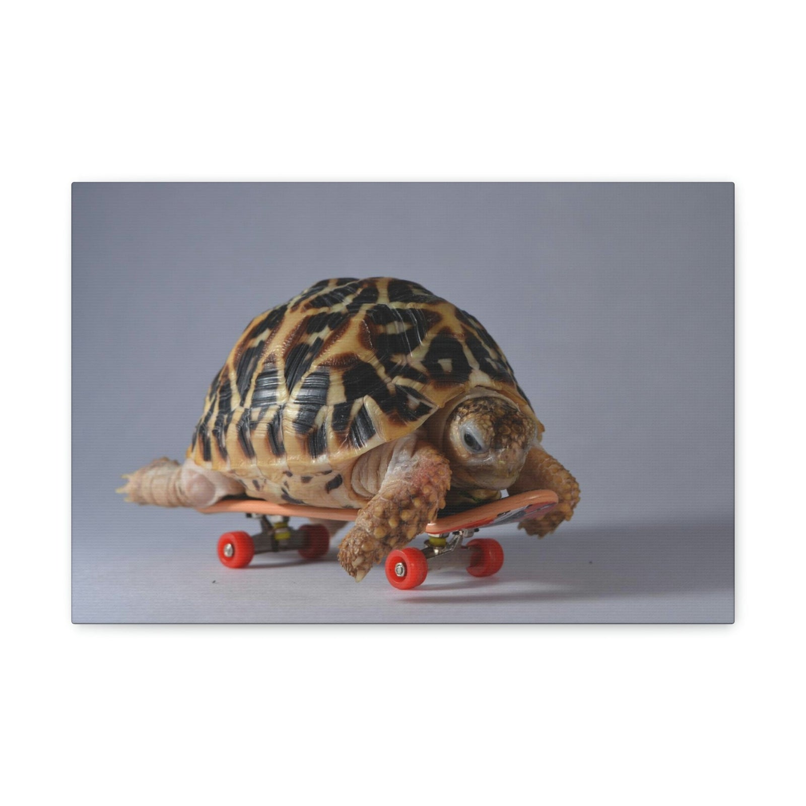 Funny Tortoise Silly Tortoise Inside Wall Art Ready to Hang Unframed-Express Your Love Gifts