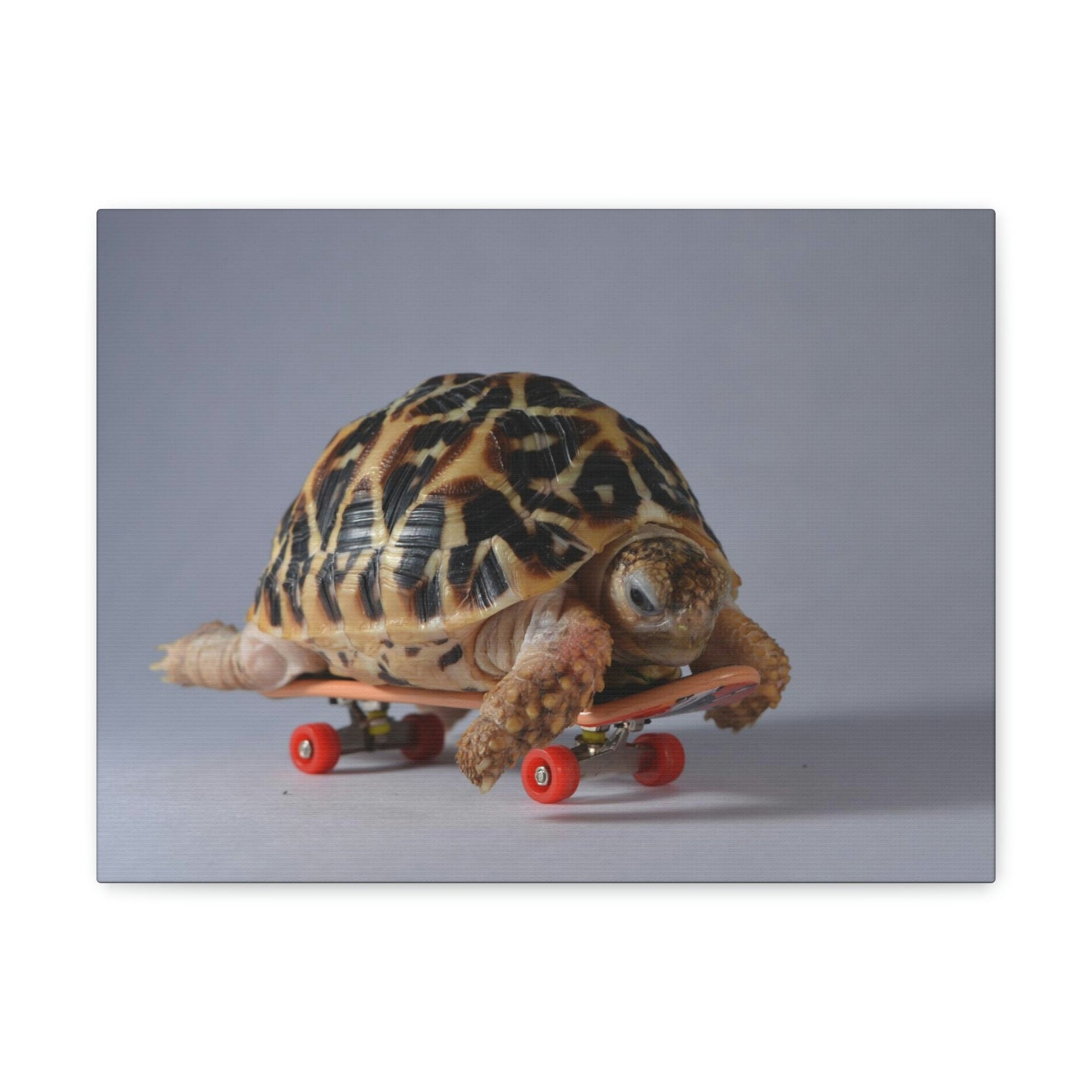 Funny Tortoise Silly Tortoise Inside Wall Art Ready to Hang Unframed-Express Your Love Gifts