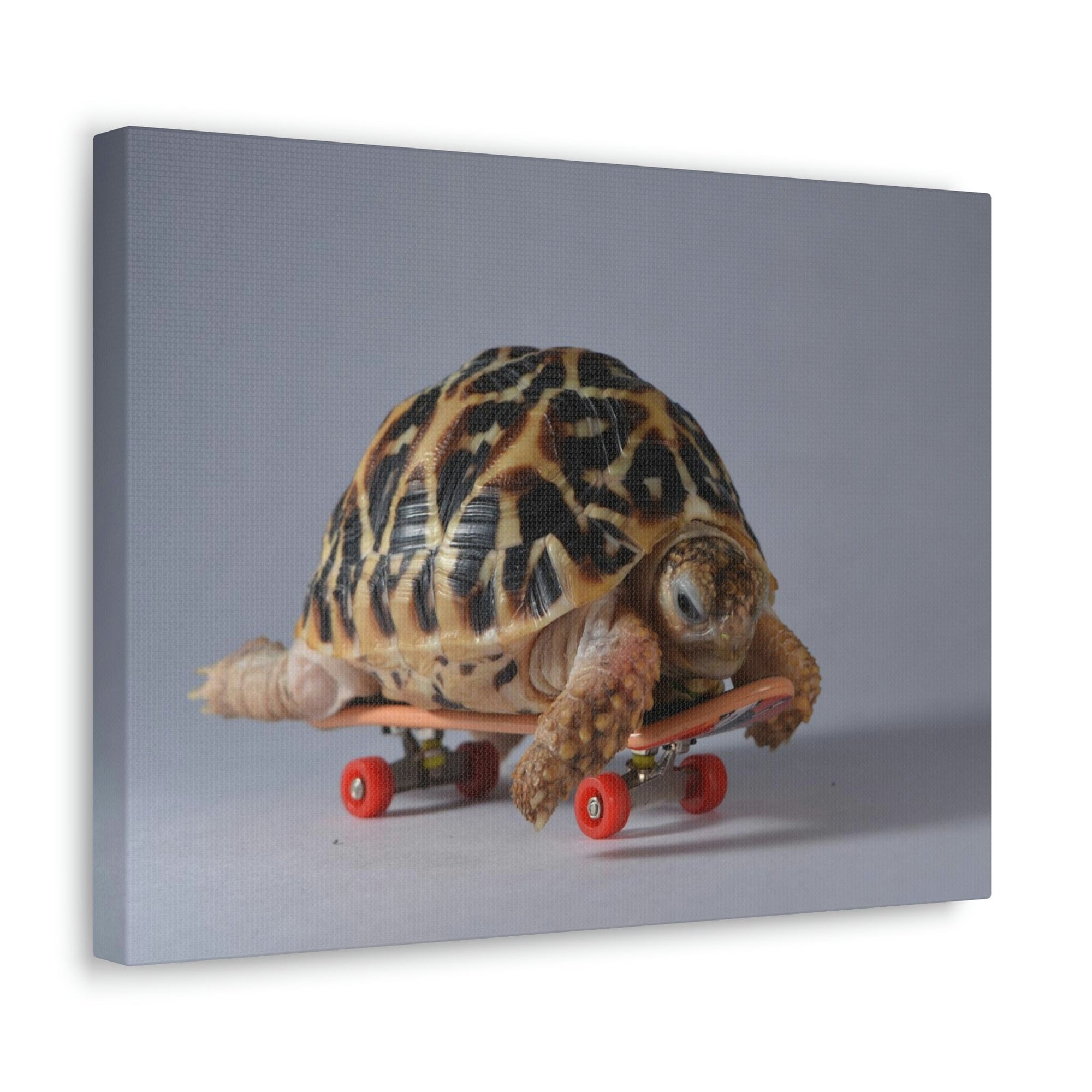 Funny Tortoise Silly Tortoise Inside Wall Art Ready to Hang Unframed-Express Your Love Gifts