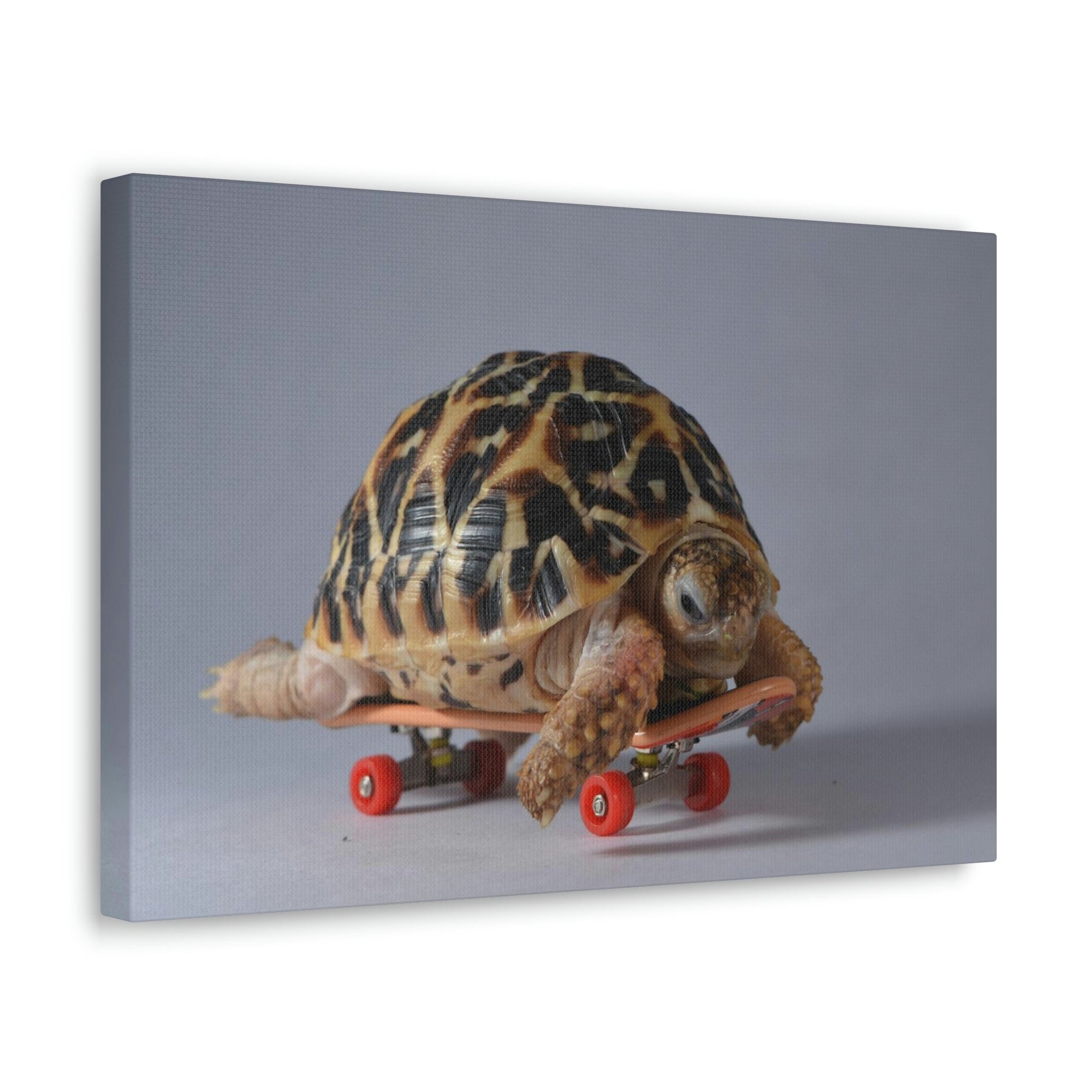 Funny Tortoise Silly Tortoise Inside Wall Art Ready to Hang Unframed-Express Your Love Gifts