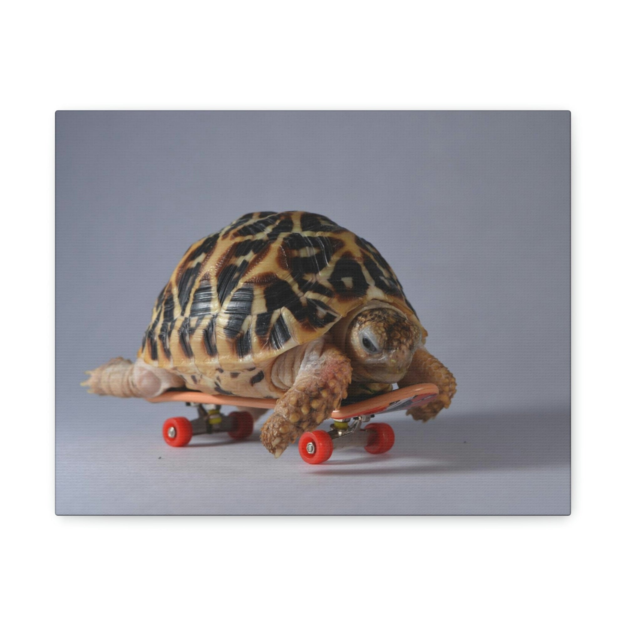 Funny Tortoise Silly Tortoise Inside Wall Art Ready to Hang Unframed-Express Your Love Gifts