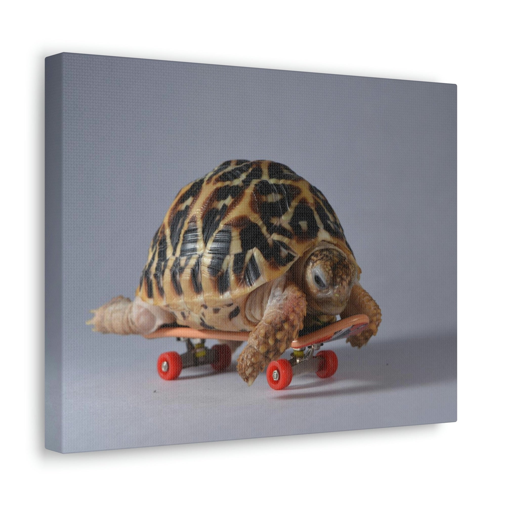 Funny Tortoise Silly Tortoise Inside Wall Art Ready to Hang Unframed-Express Your Love Gifts