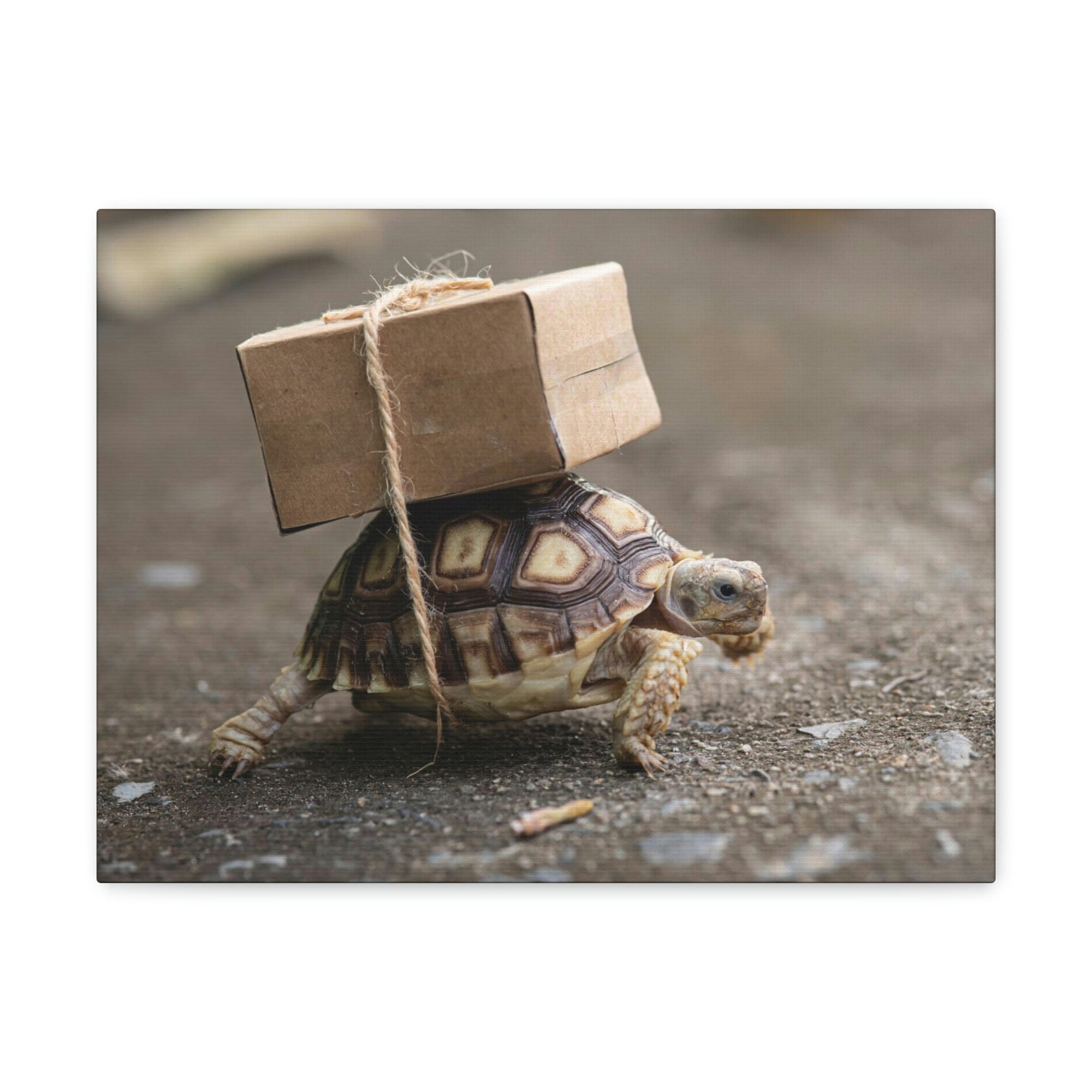 Funny Tortoise Silly Tortoise Outside Wall Art Ready to Hang Unframed-Express Your Love Gifts