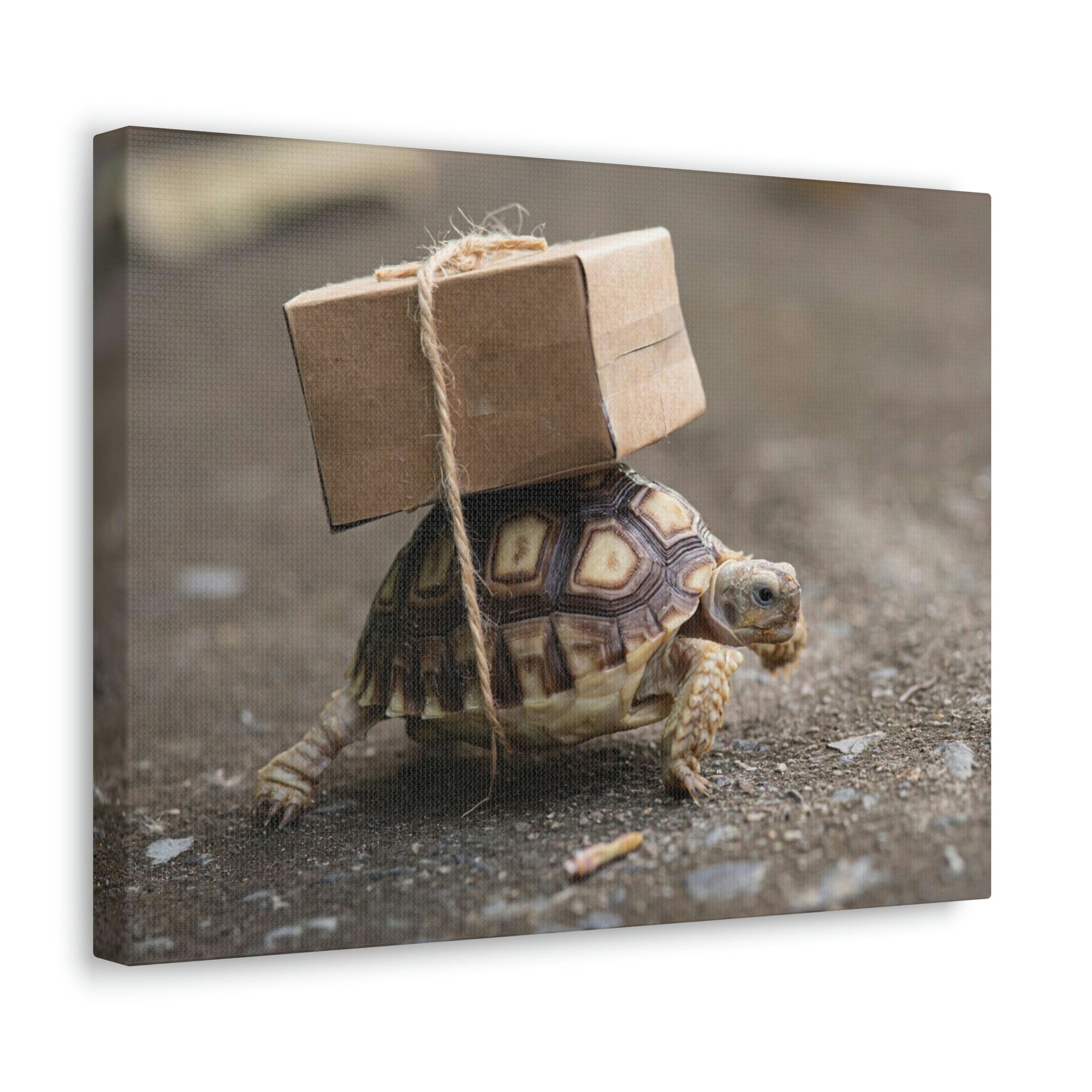 Funny Tortoise Silly Tortoise Outside Wall Art Ready to Hang Unframed-Express Your Love Gifts