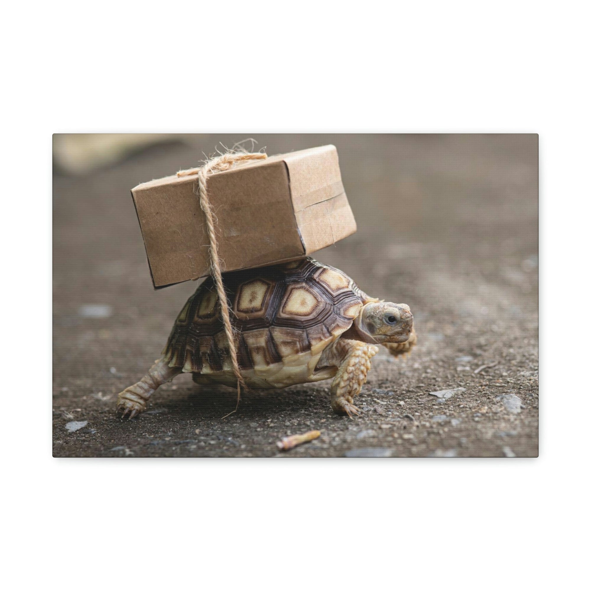 Funny Tortoise Silly Tortoise Outside Wall Art Ready to Hang Unframed-Express Your Love Gifts