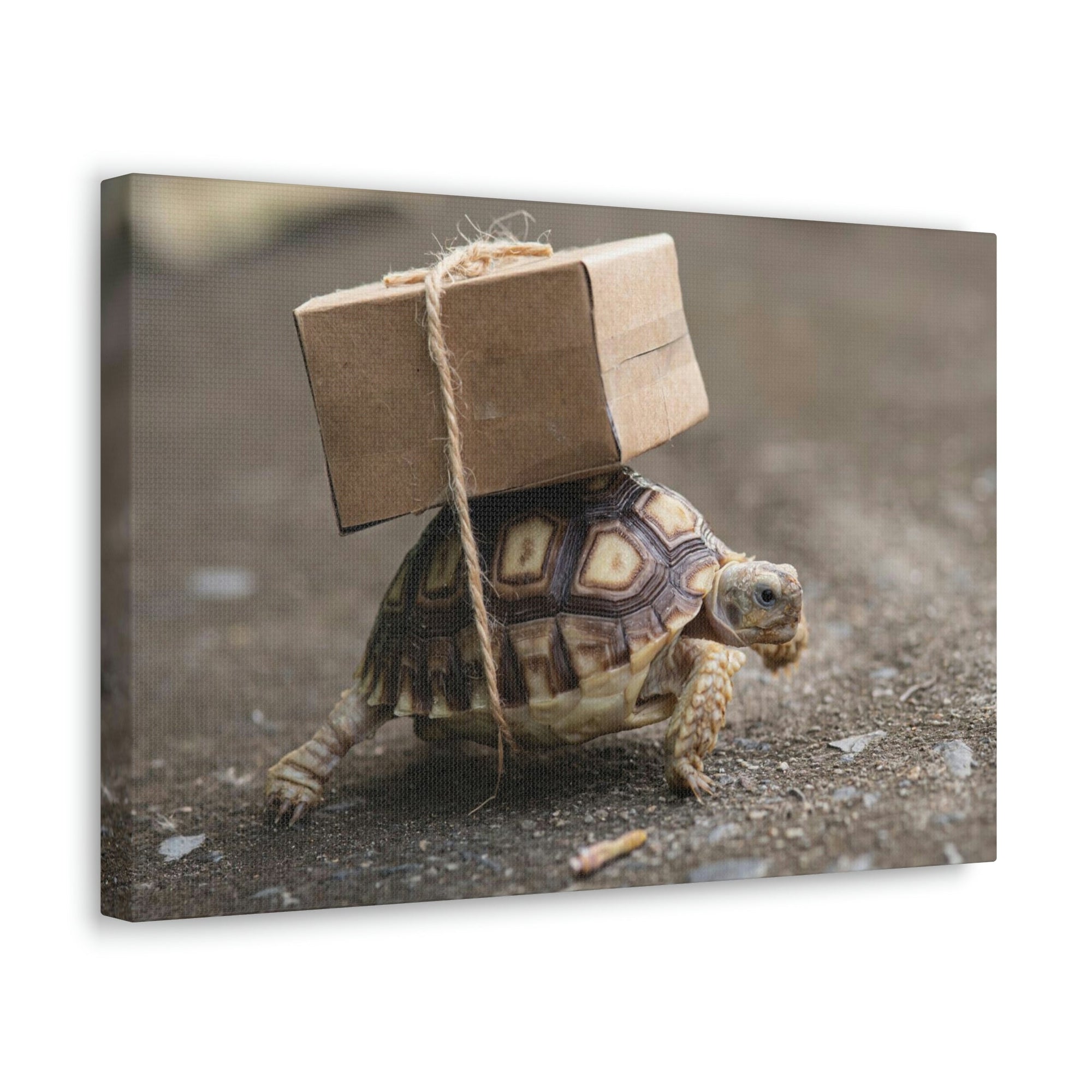 Funny Tortoise Silly Tortoise Outside Wall Art Ready to Hang Unframed-Express Your Love Gifts